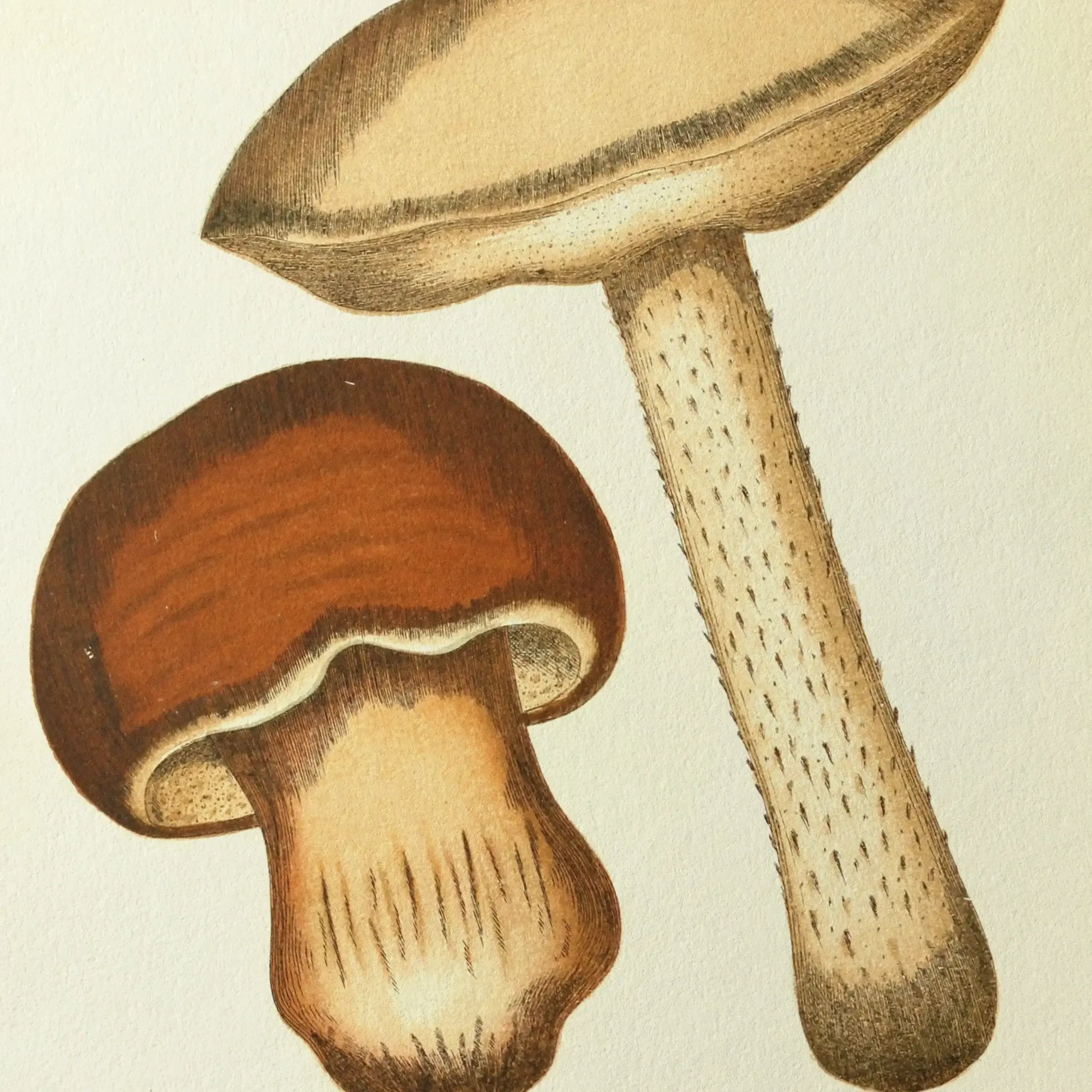Fungi