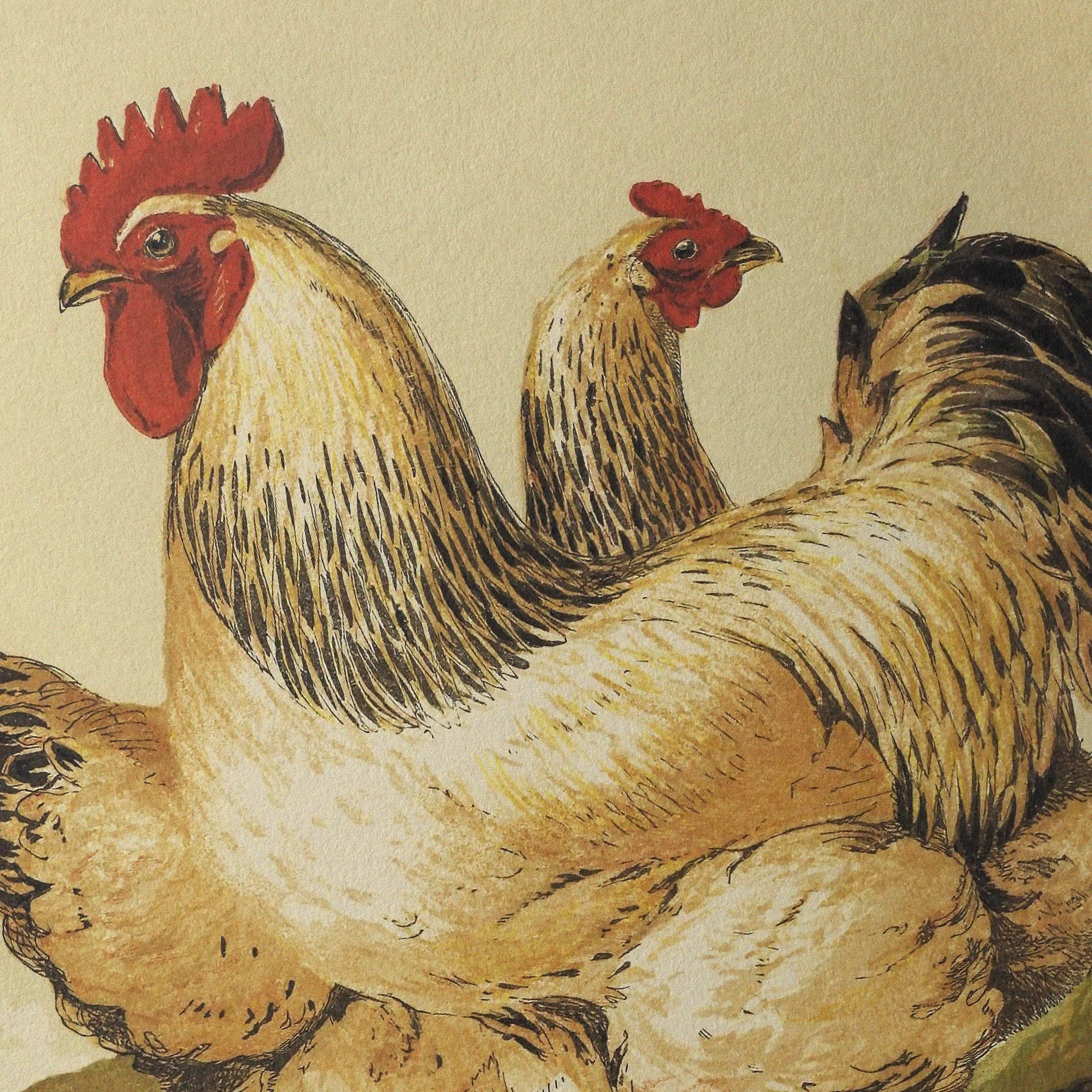 Rooster and hen natural history illustration print showing detailed bird study