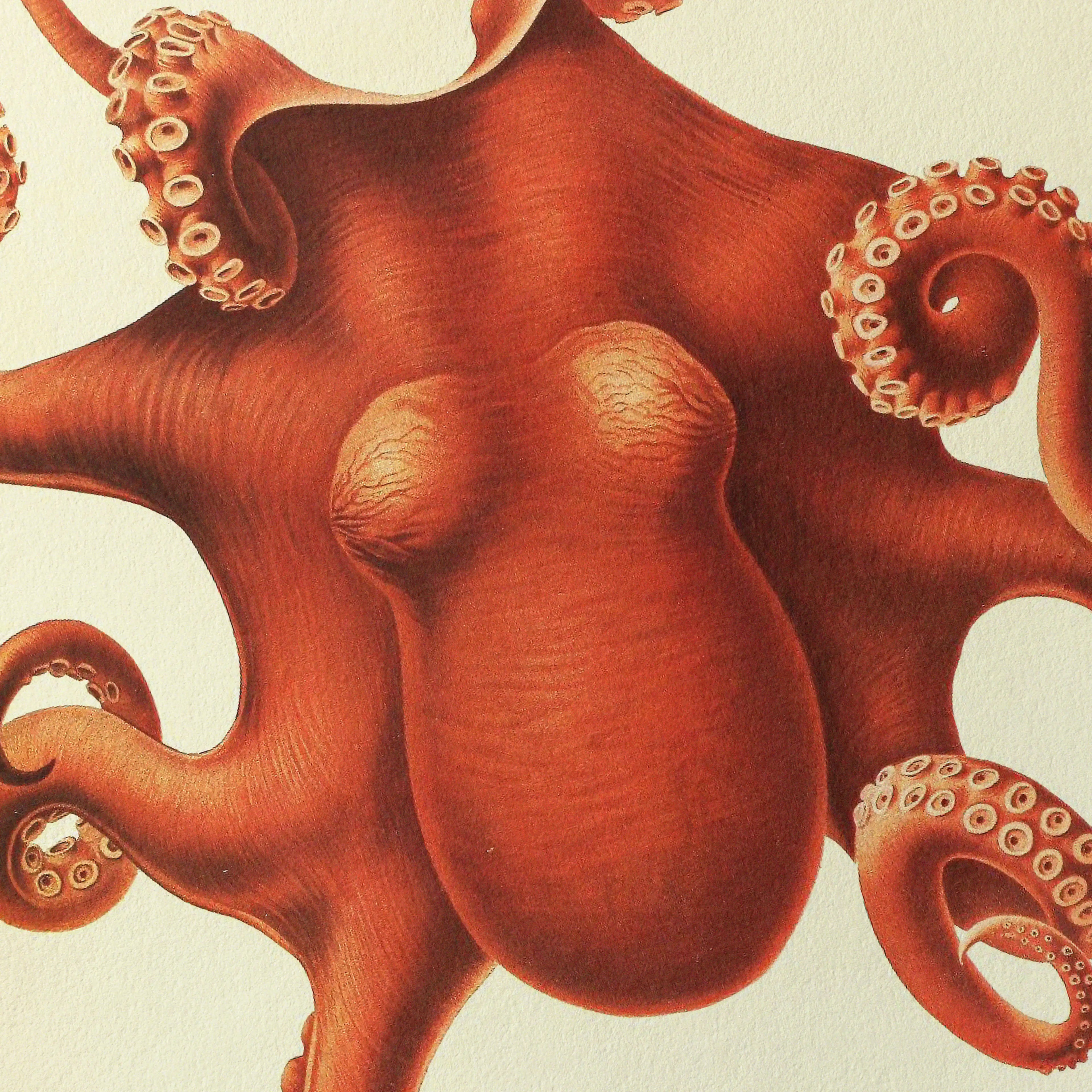 Close-up of a red octopus illustration wall art print with fine details on its limbs 