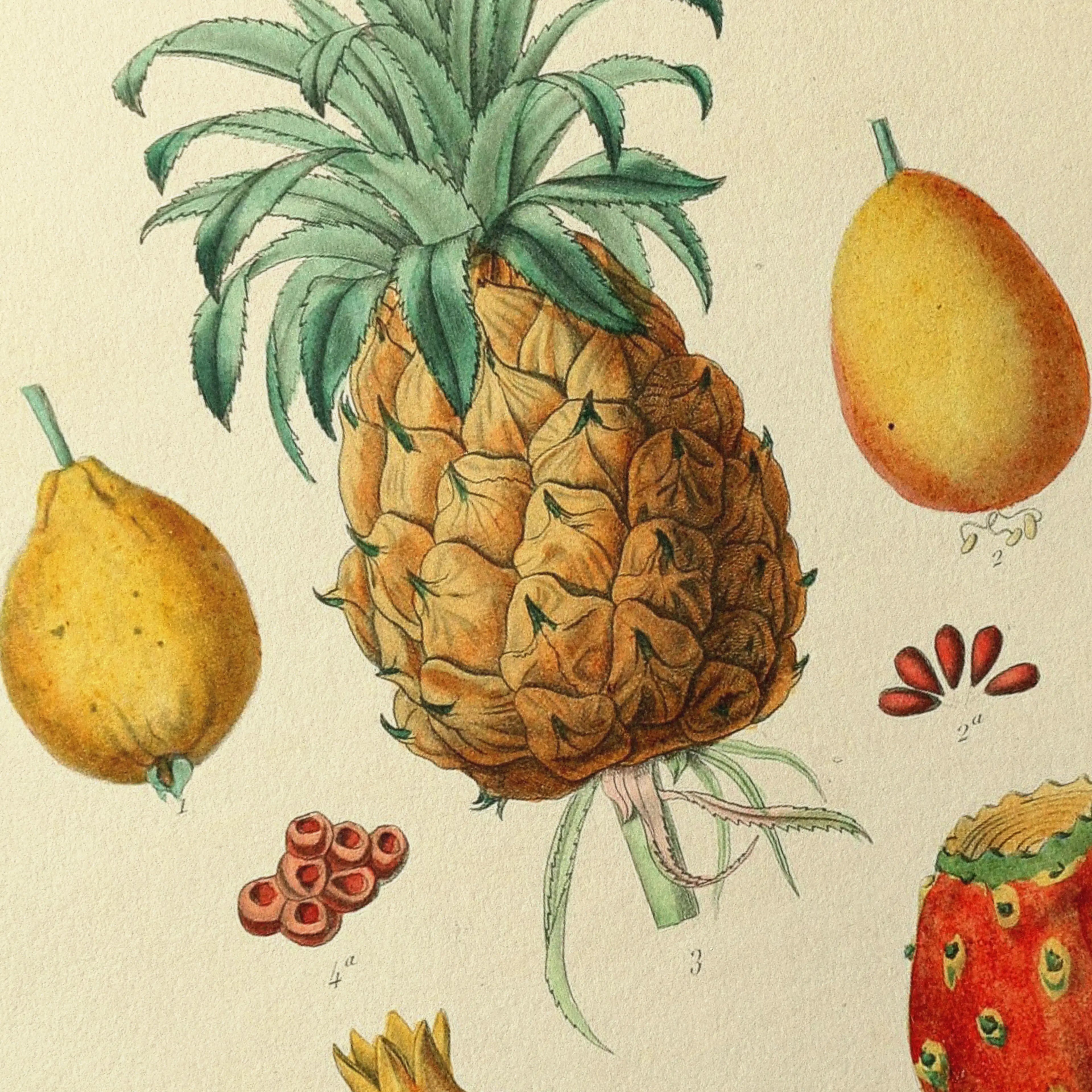 Botanical fruit and vegetables illustration vintage print framed wall art