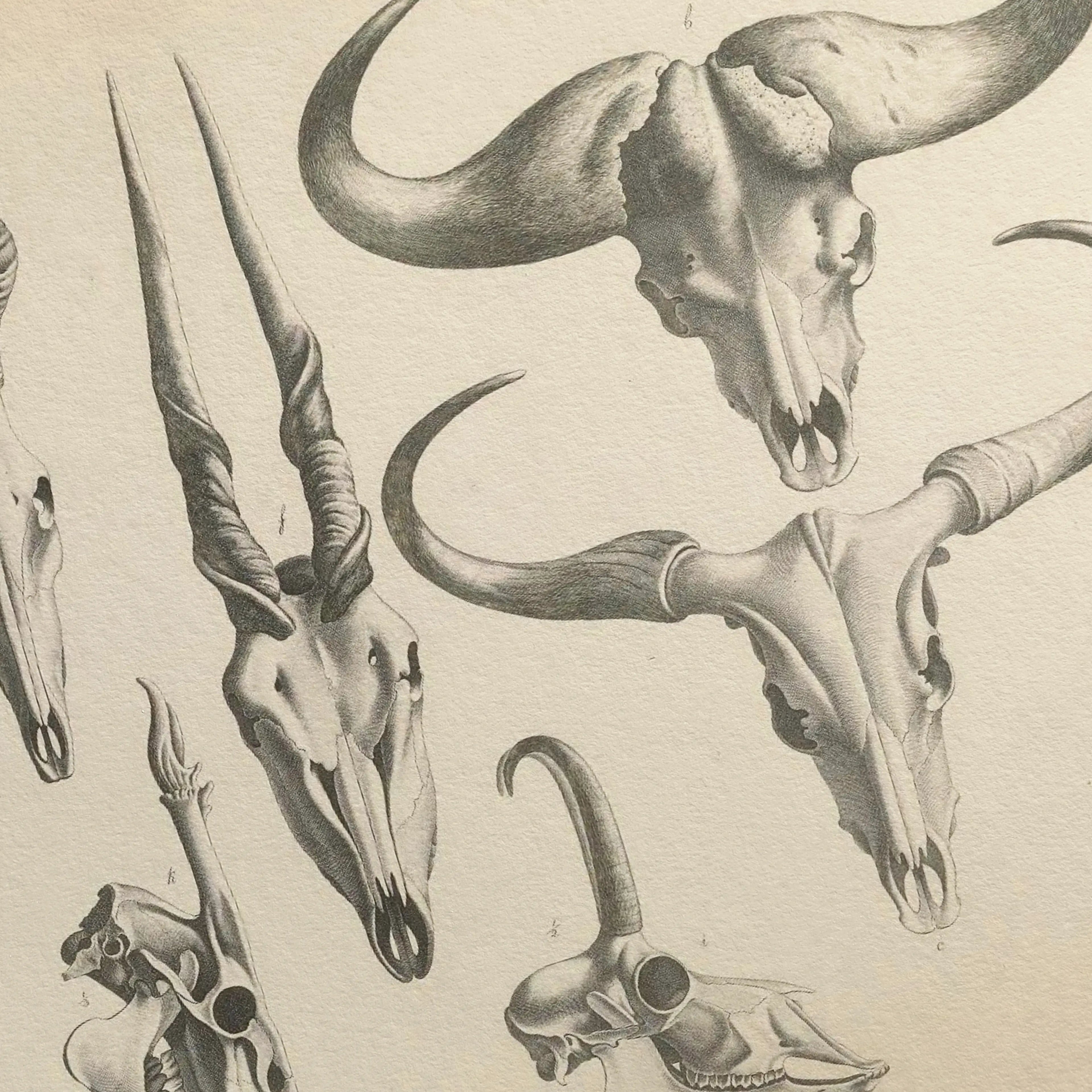 Close-up skeletal illustration print showing detailed bone structure of various skulls