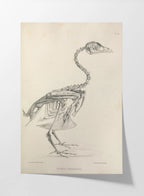 Anatomy: Plate No. 01