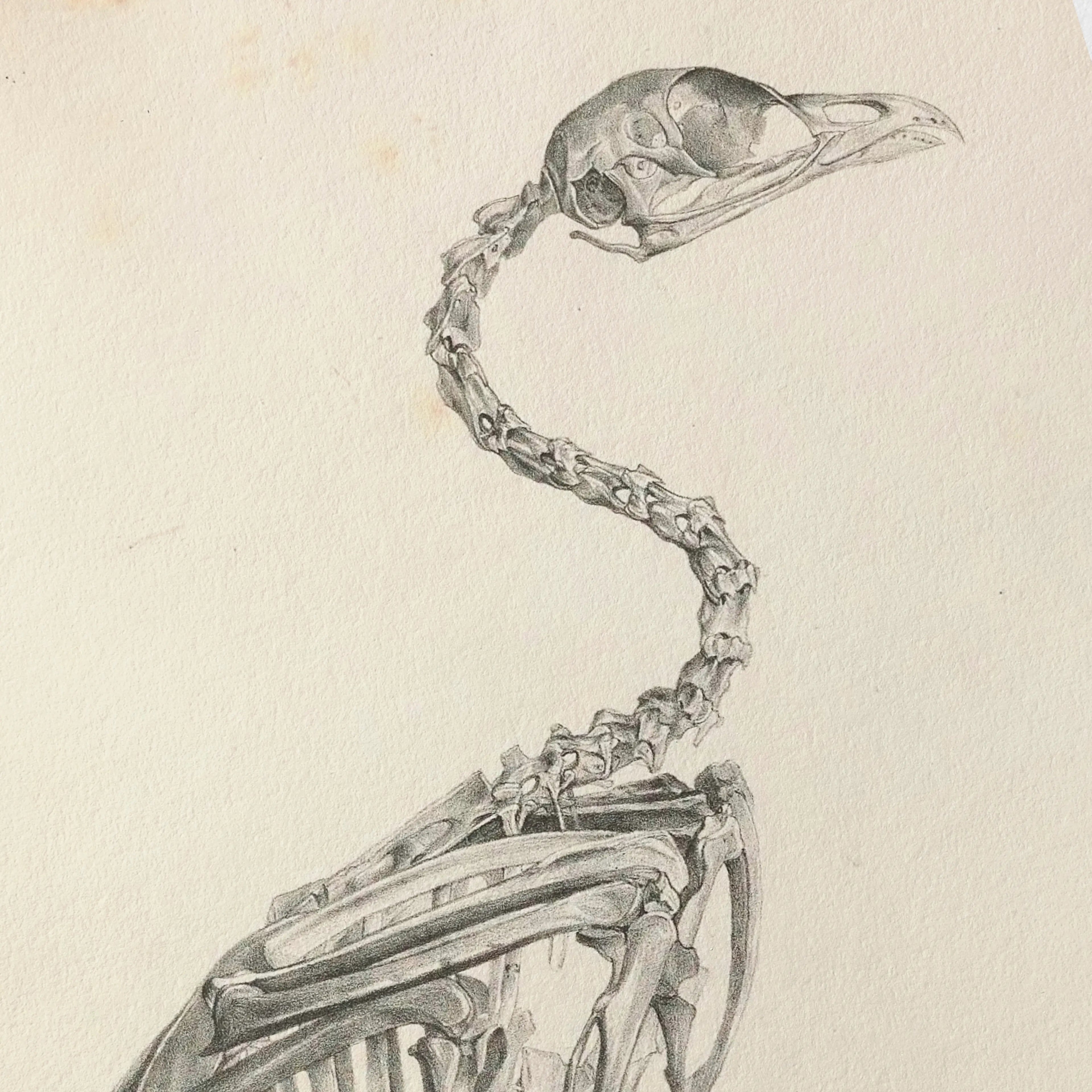 Anatomy: Plate No. 01