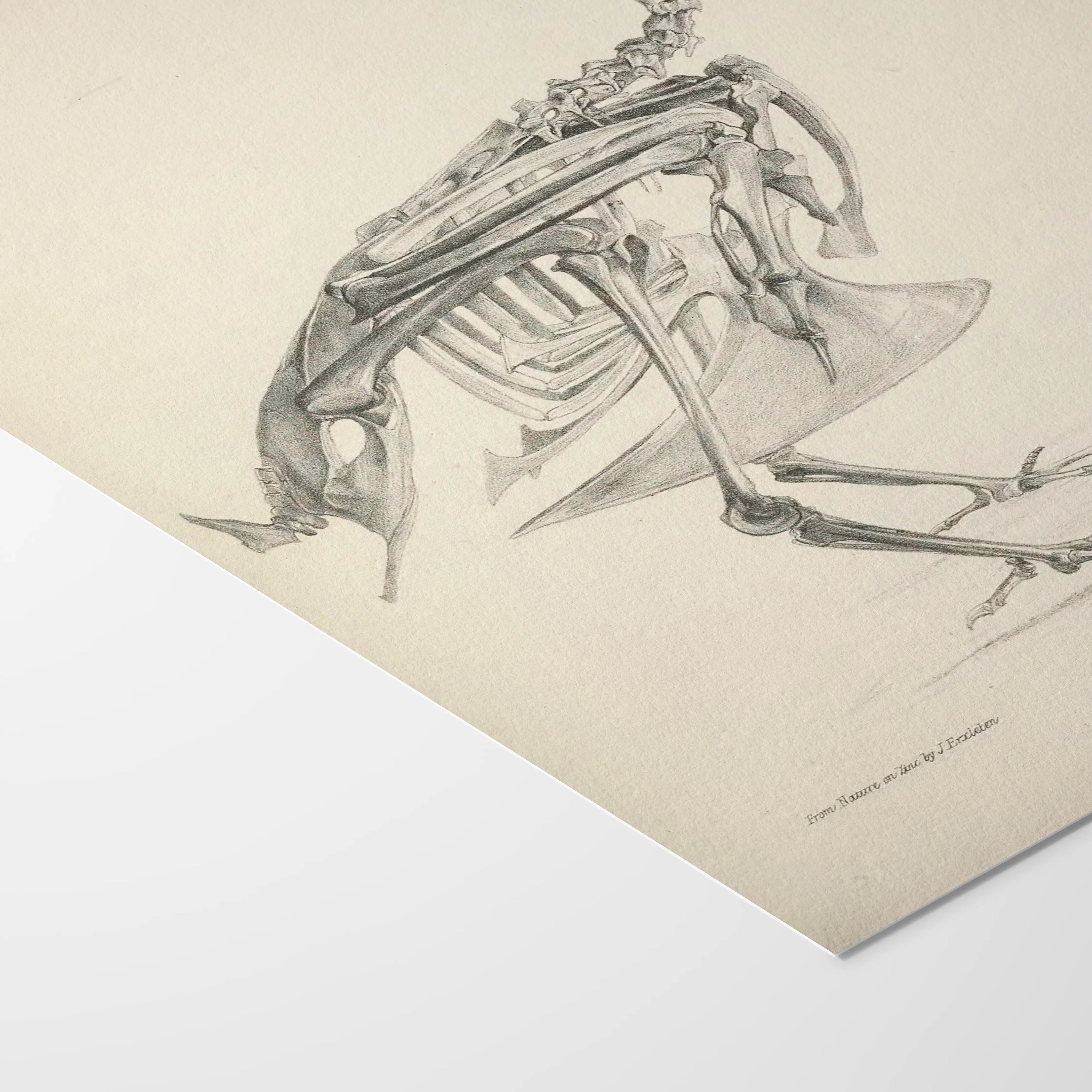 Anatomy: Plate No. 01