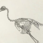 Anatomy: Plate No. 02