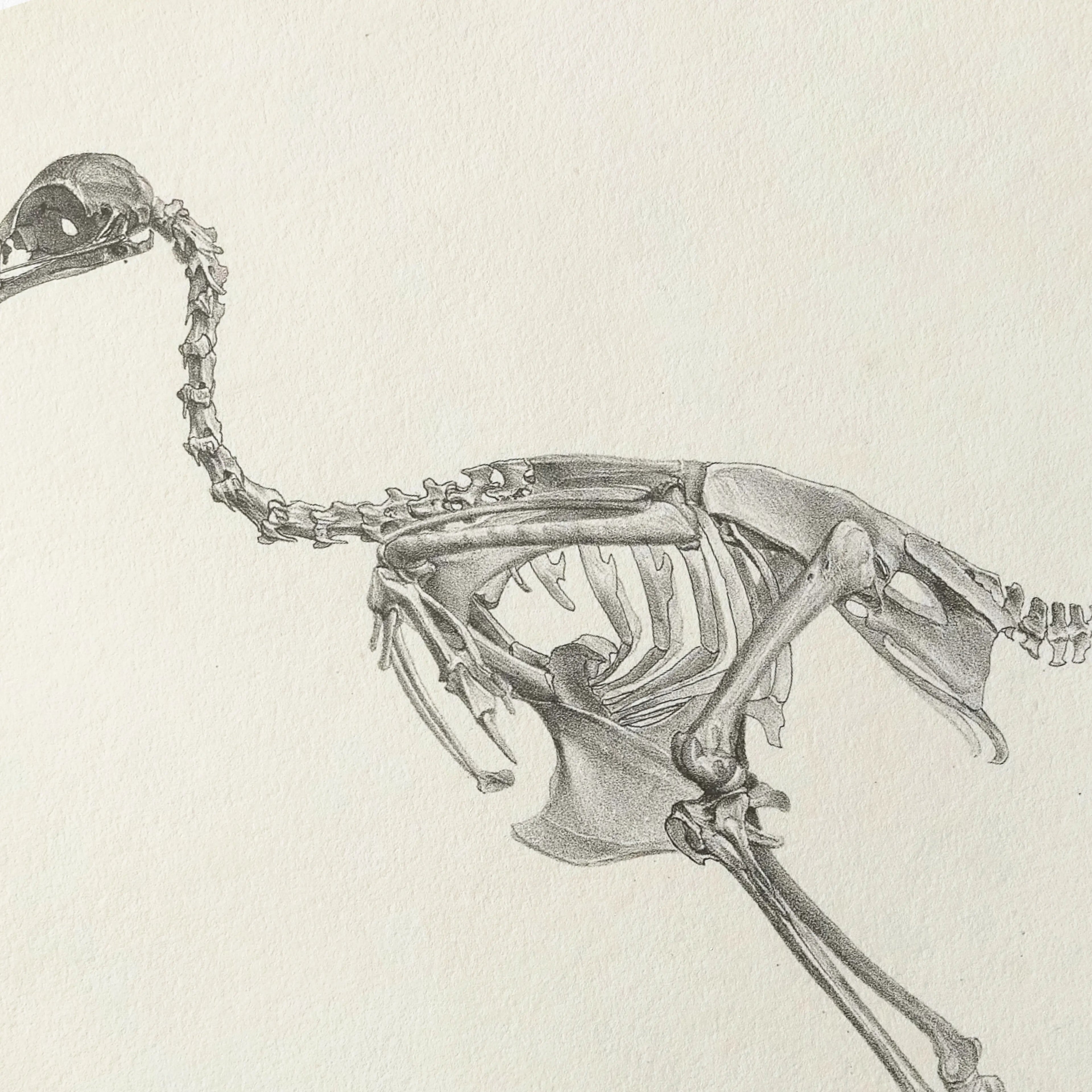 Anatomy: Plate No. 02