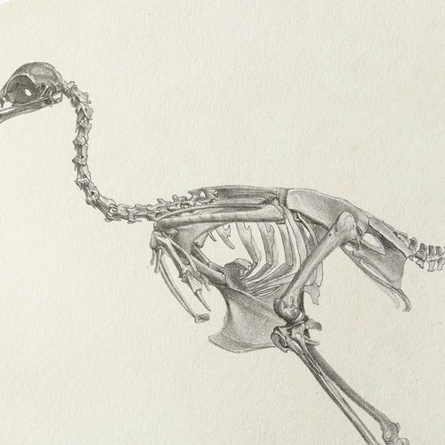 Anatomy: Plate No. 02