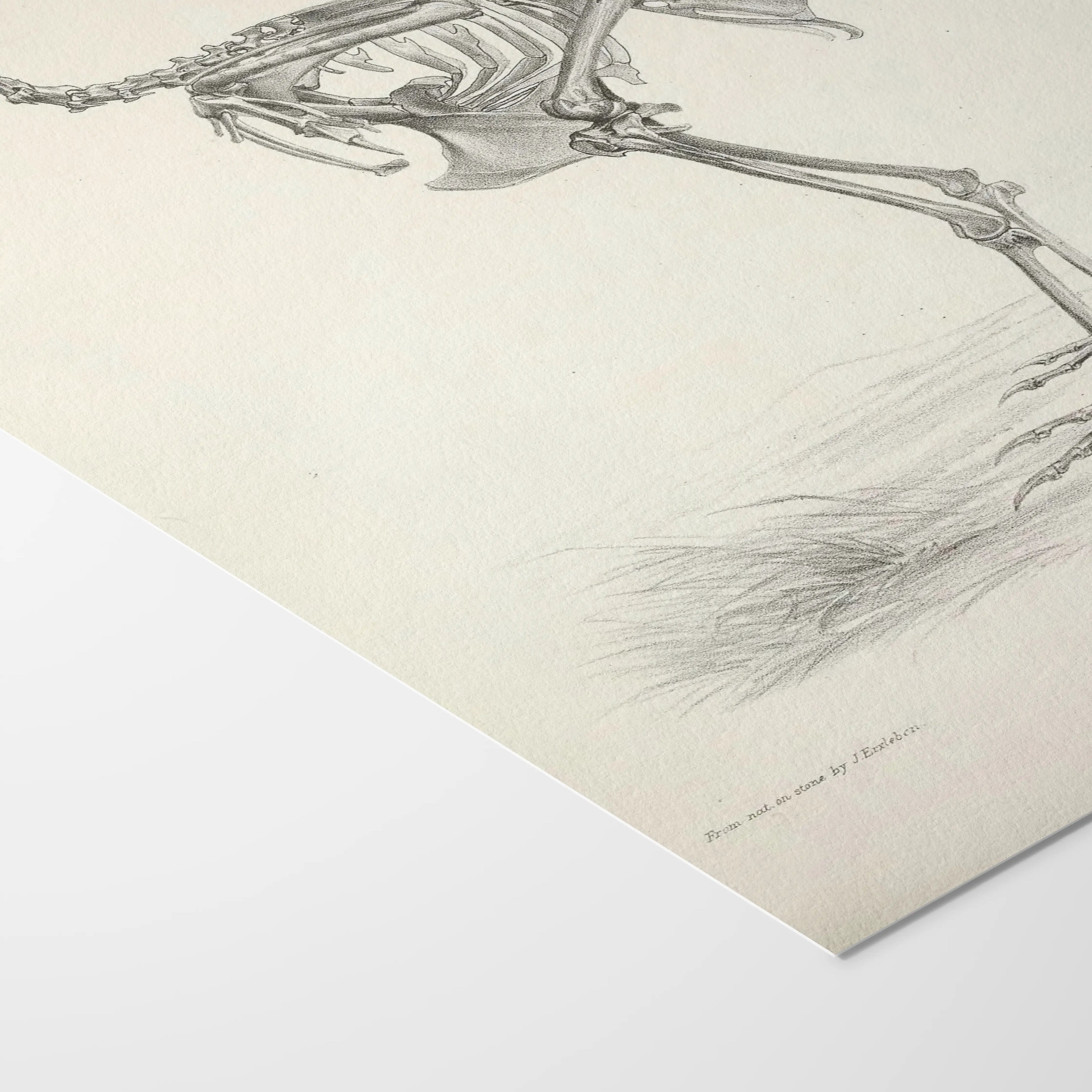 Anatomy: Plate No. 02