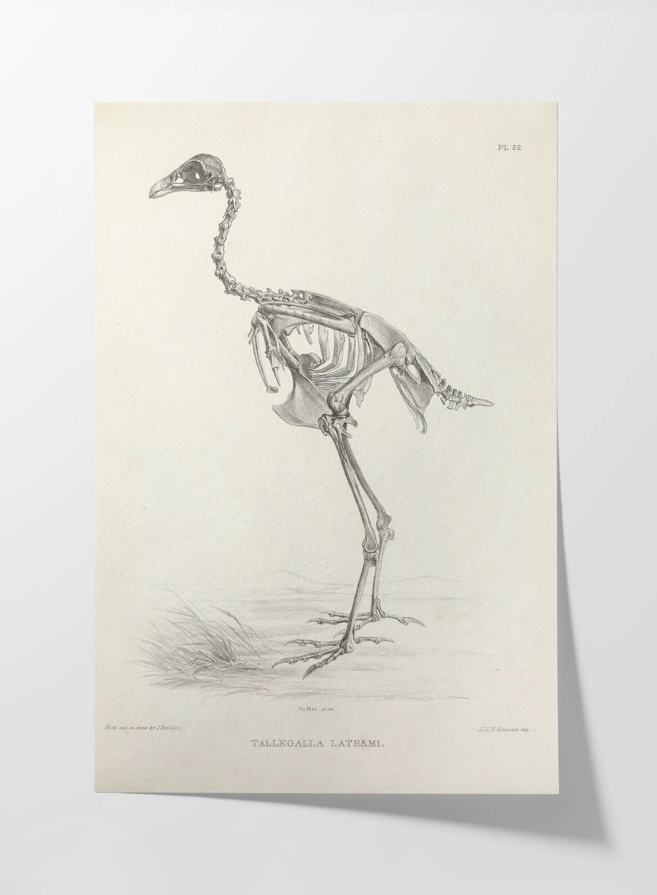 Anatomy: Plate No. 02