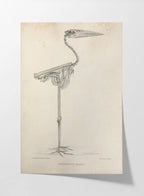 Anatomy: Plate No. 03