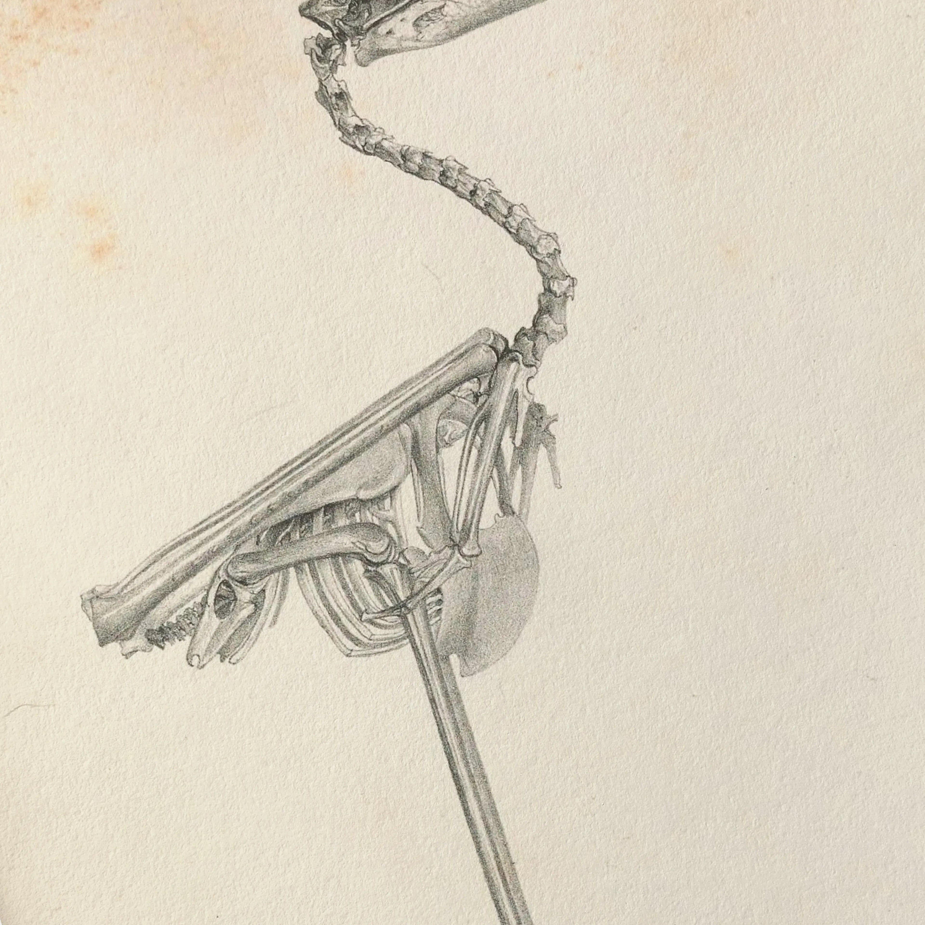 Anatomy: Plate No. 03