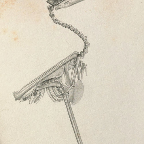 Anatomy: Plate No. 03