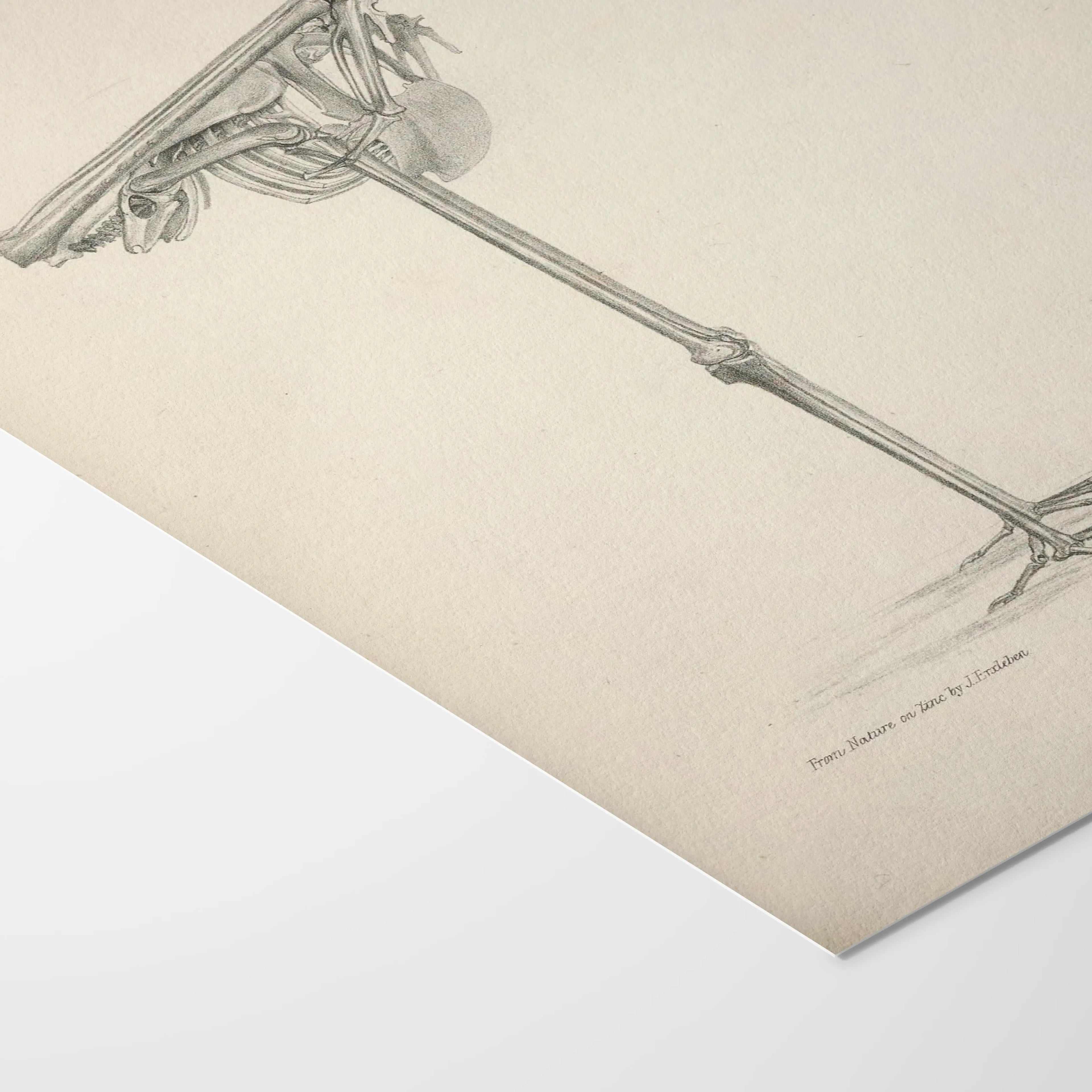 Anatomy: Plate No. 03