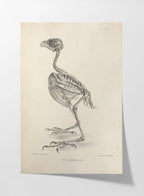 Anatomy: Plate No. 04