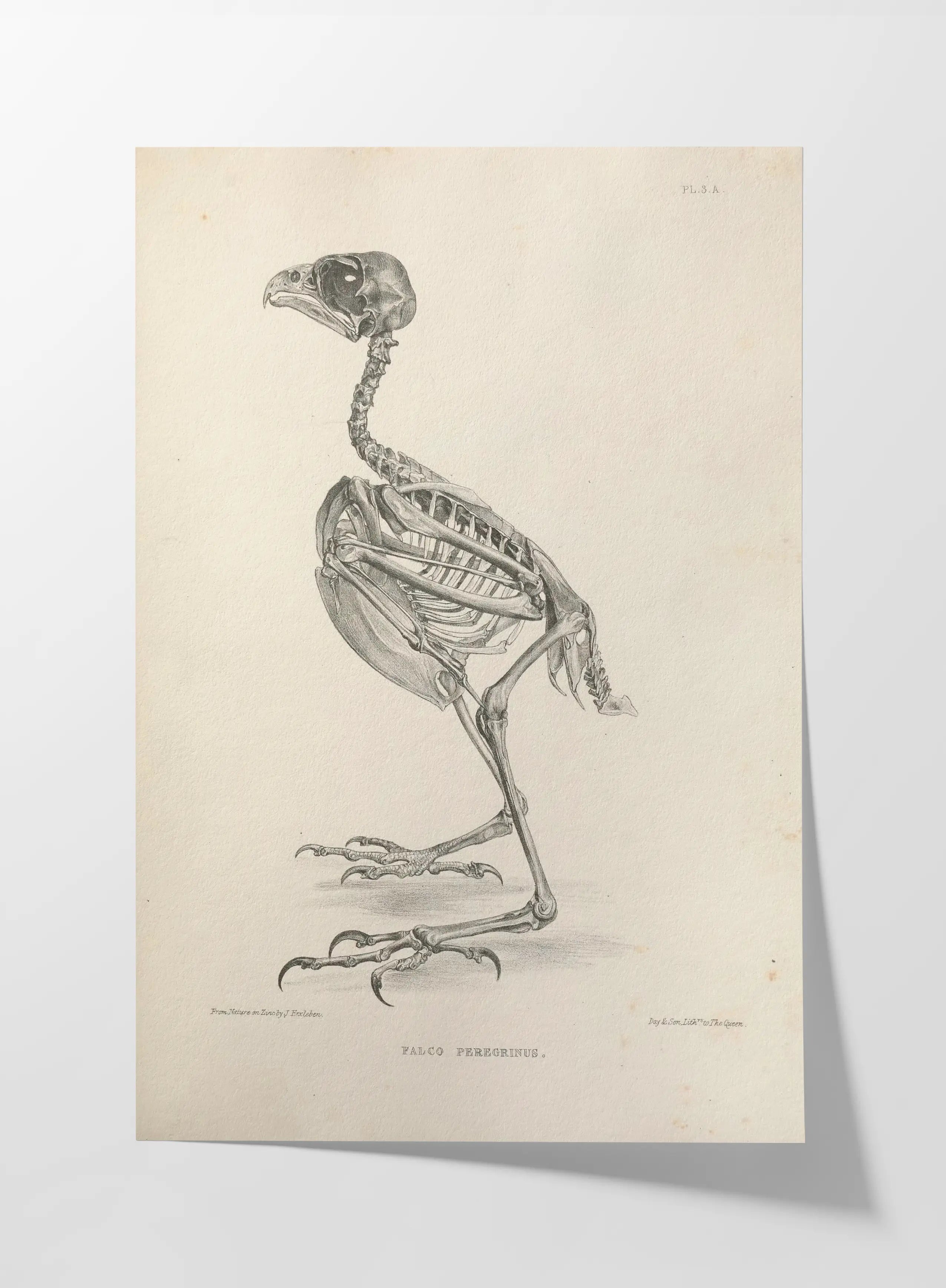 Anatomy: Plate No. 04