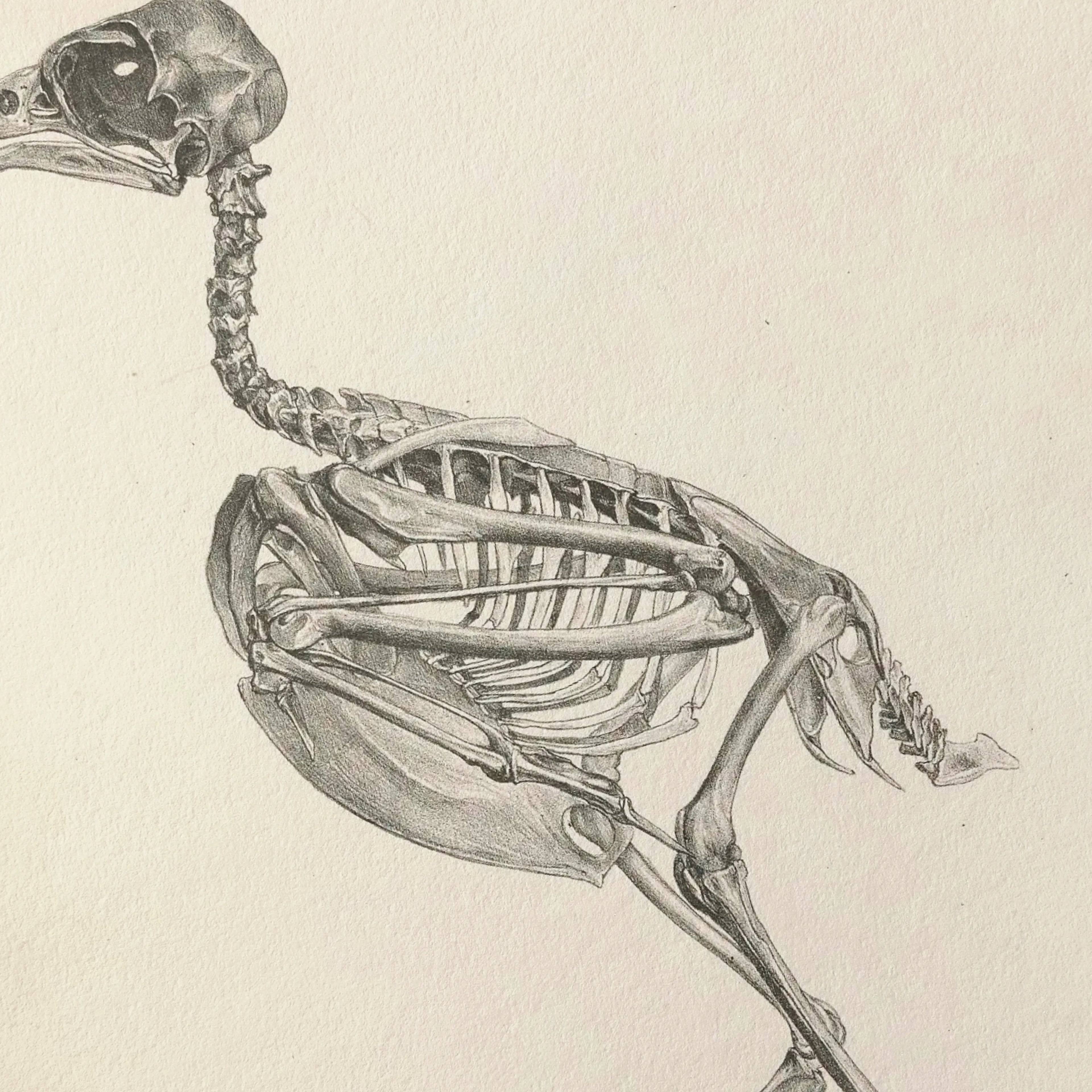 Anatomy: Plate No. 04