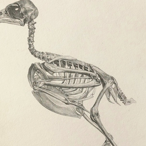 Anatomy: Plate No. 04