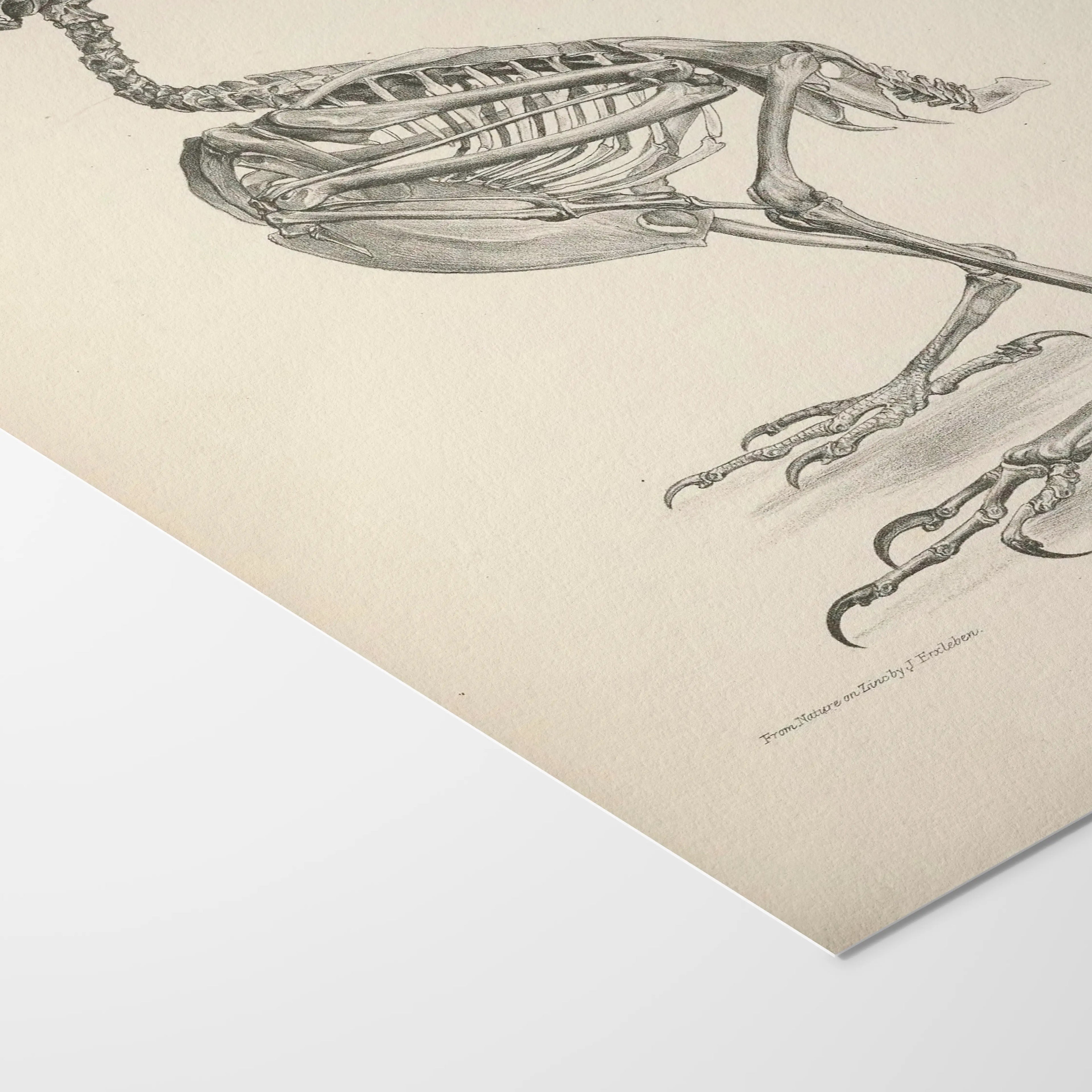 Anatomy: Plate No. 04