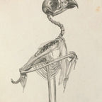 Anatomy: Plate No. 05