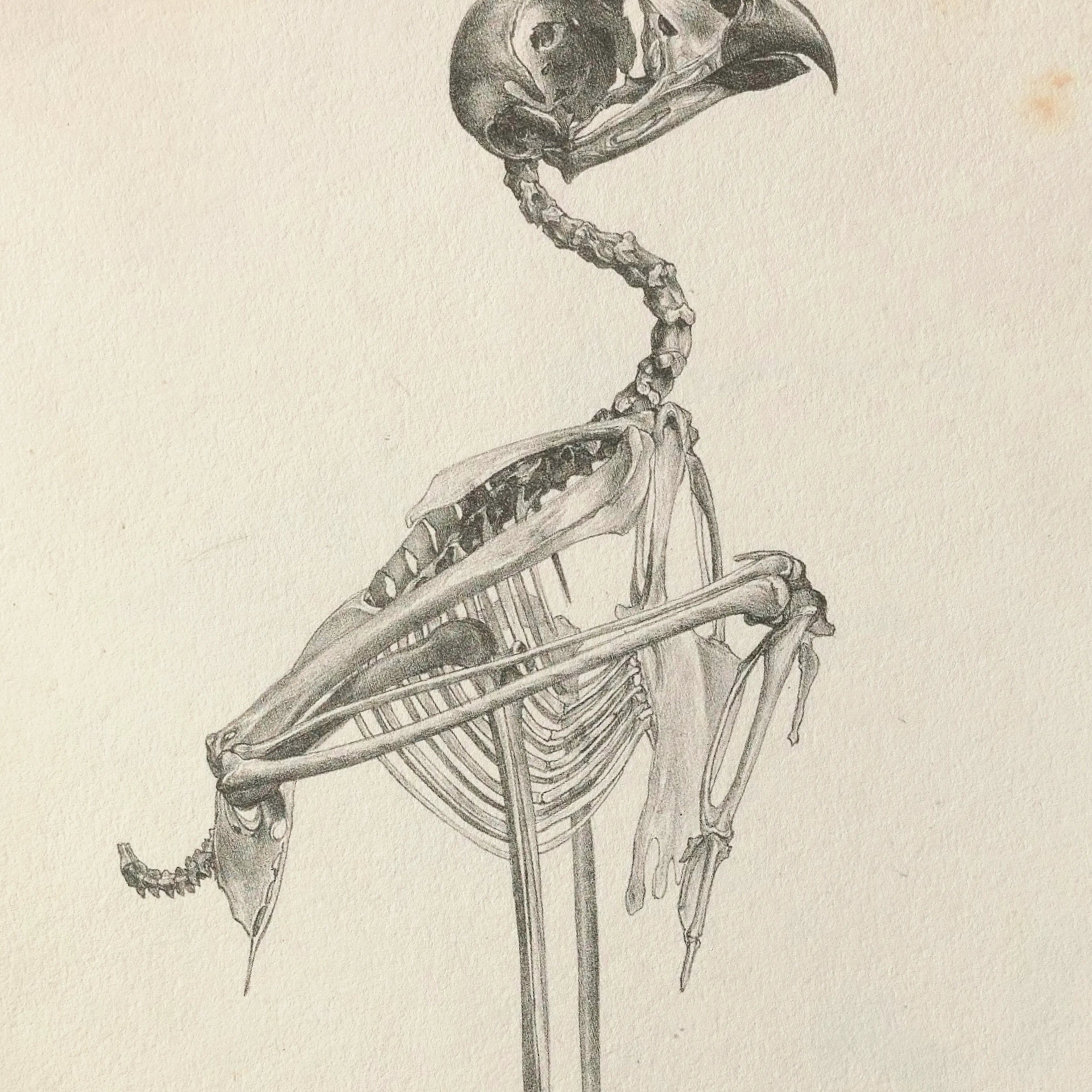 Anatomy: Plate No. 05