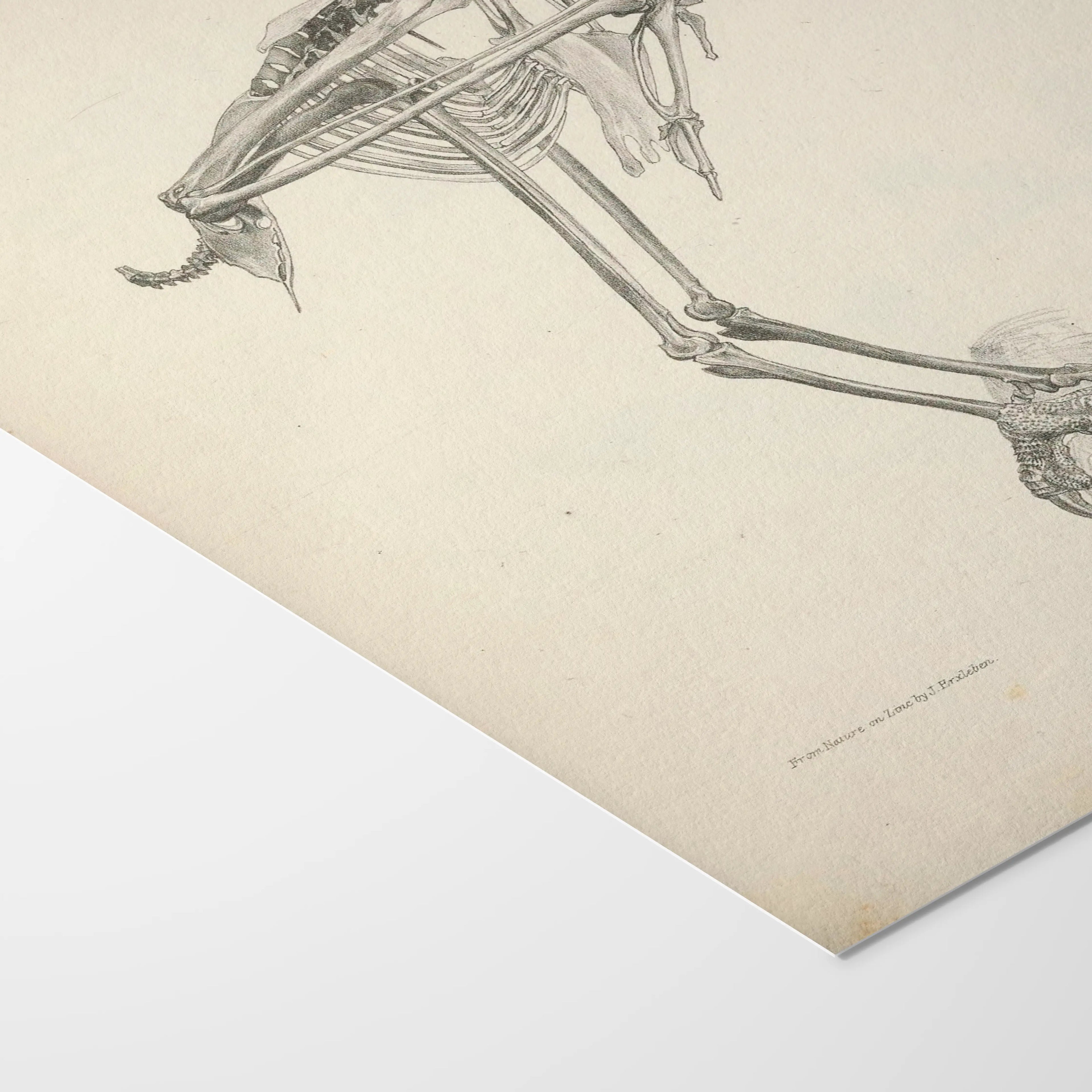 Anatomy: Plate No. 05