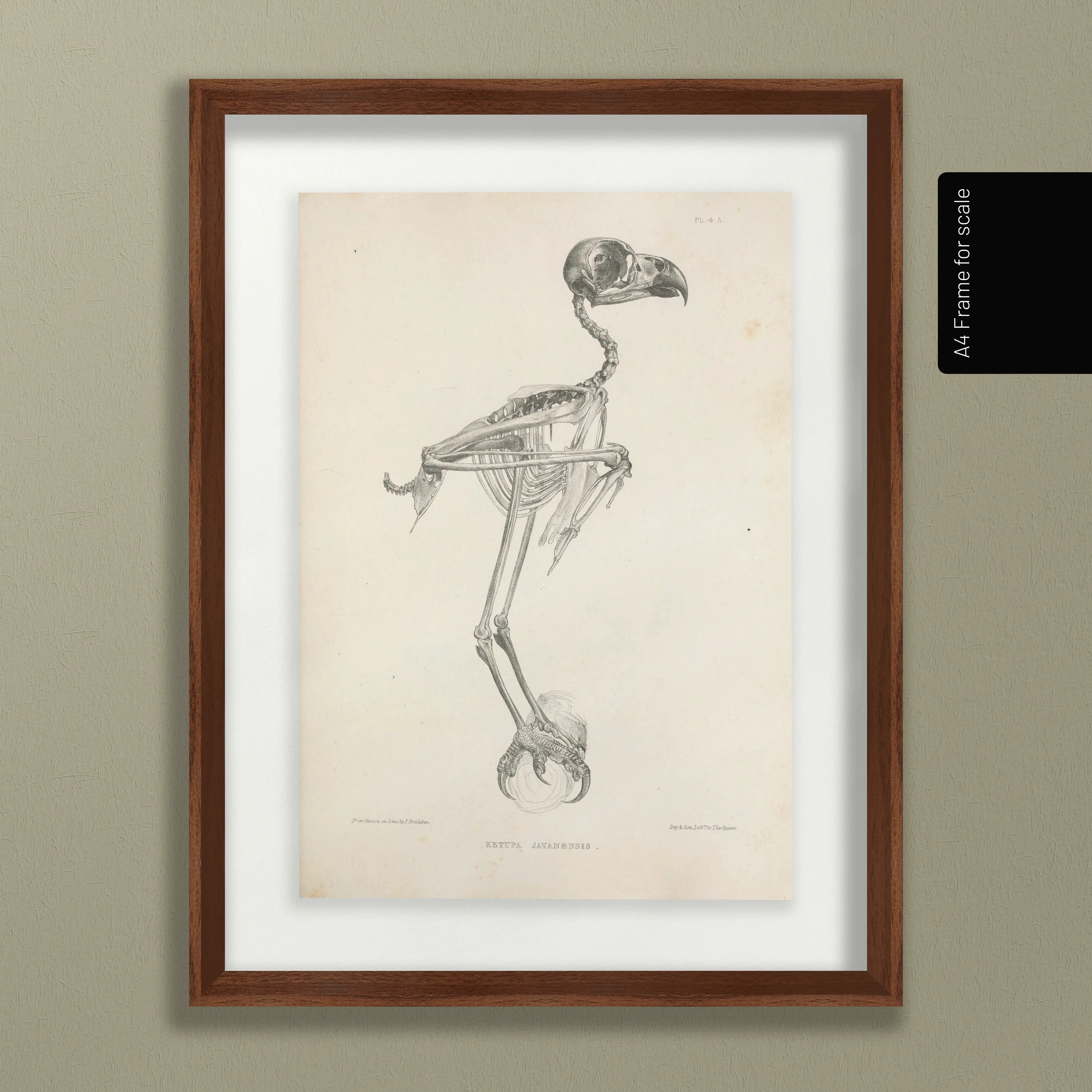 Anatomy: Plate No. 05