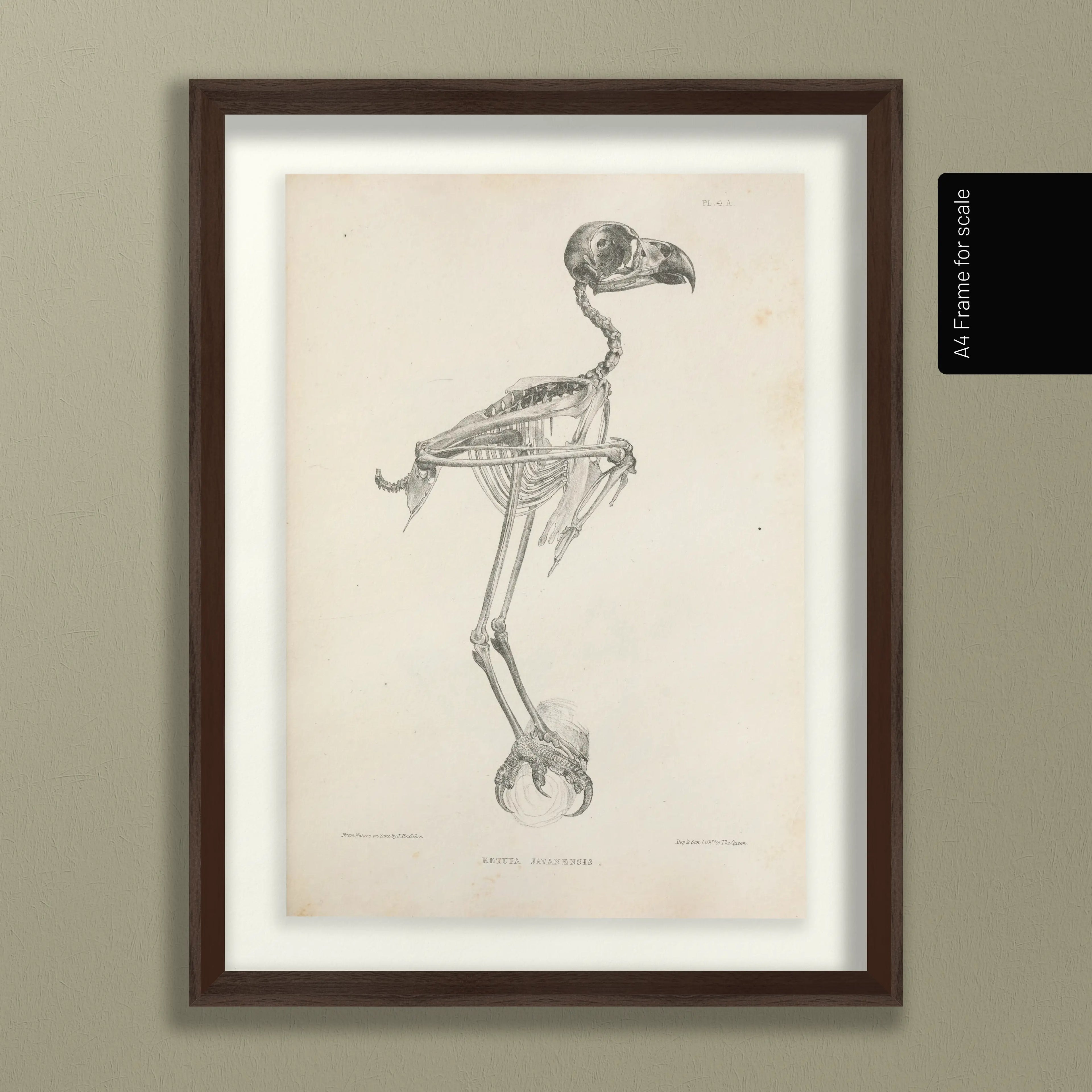 Anatomy: Plate No. 05