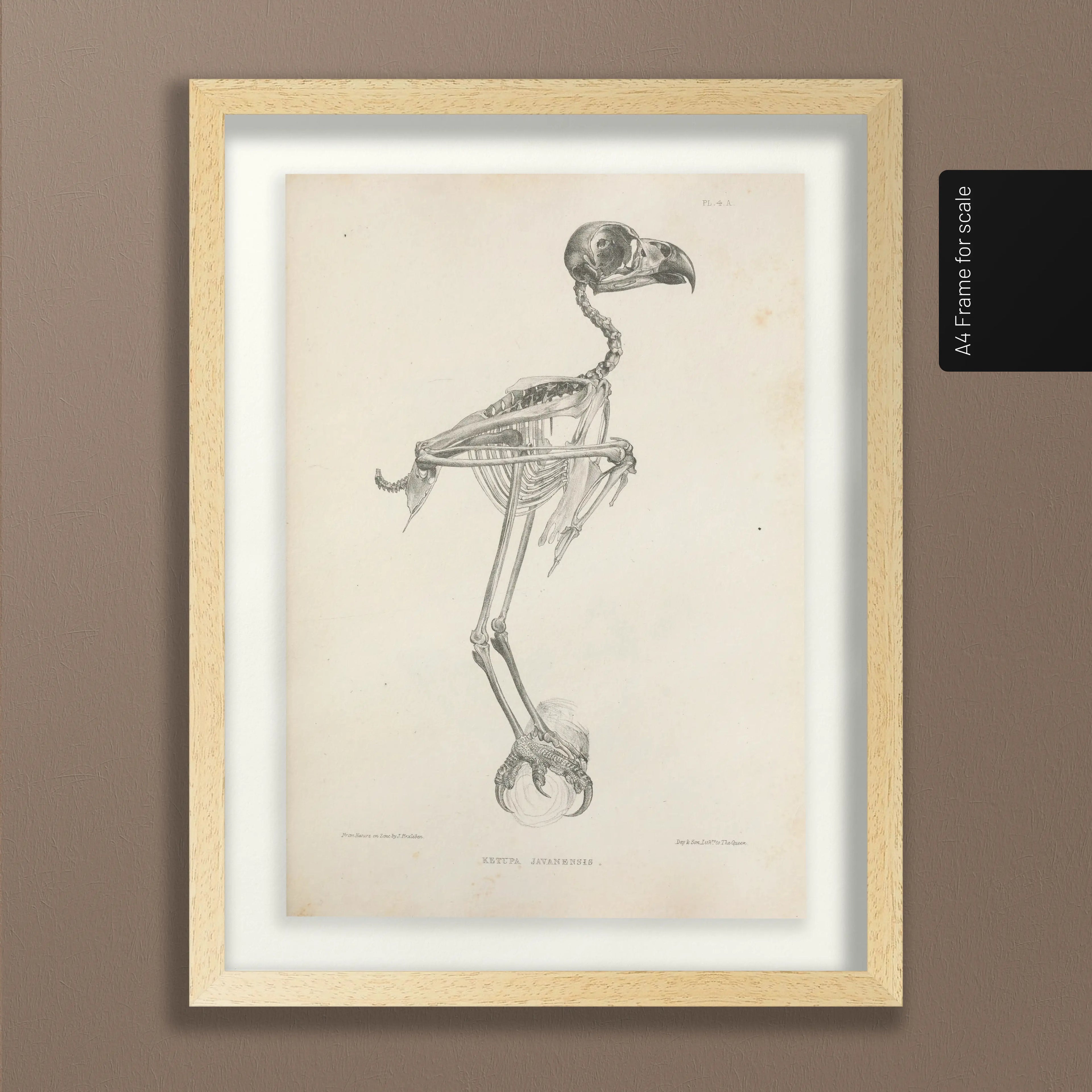 Anatomy: Plate No. 05