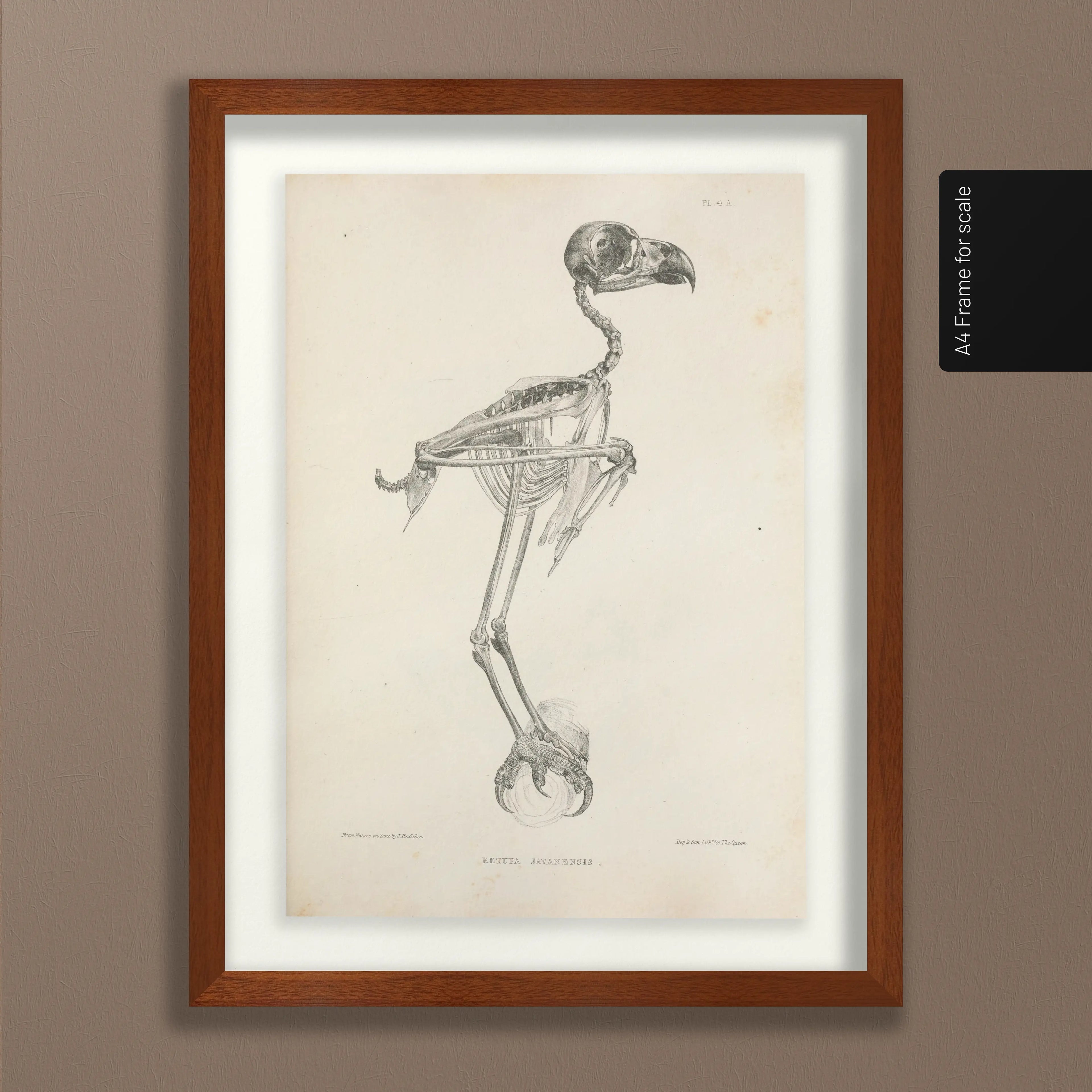 Anatomy: Plate No. 05