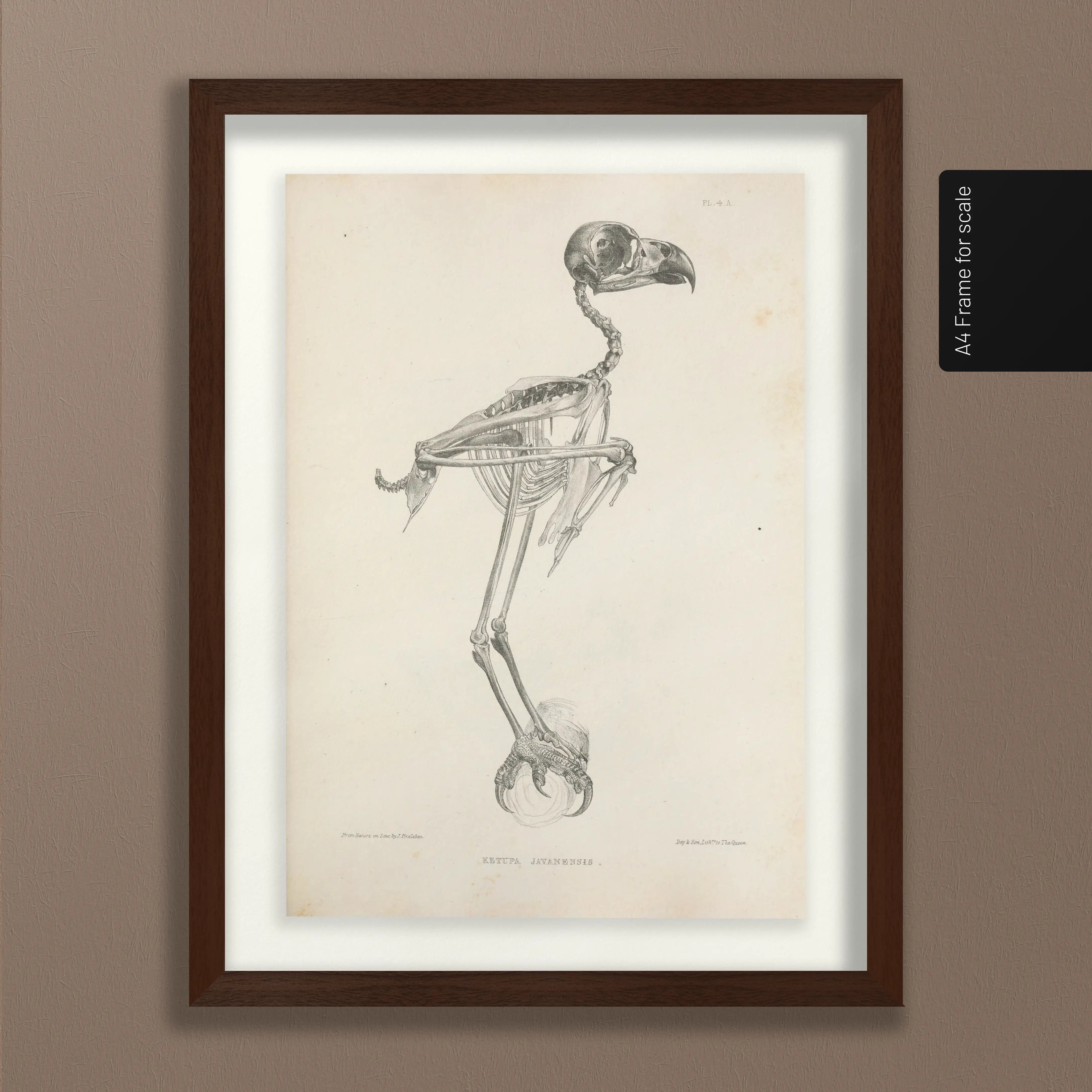 Anatomy: Plate No. 05