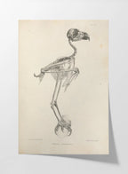 Anatomy: Plate No. 05