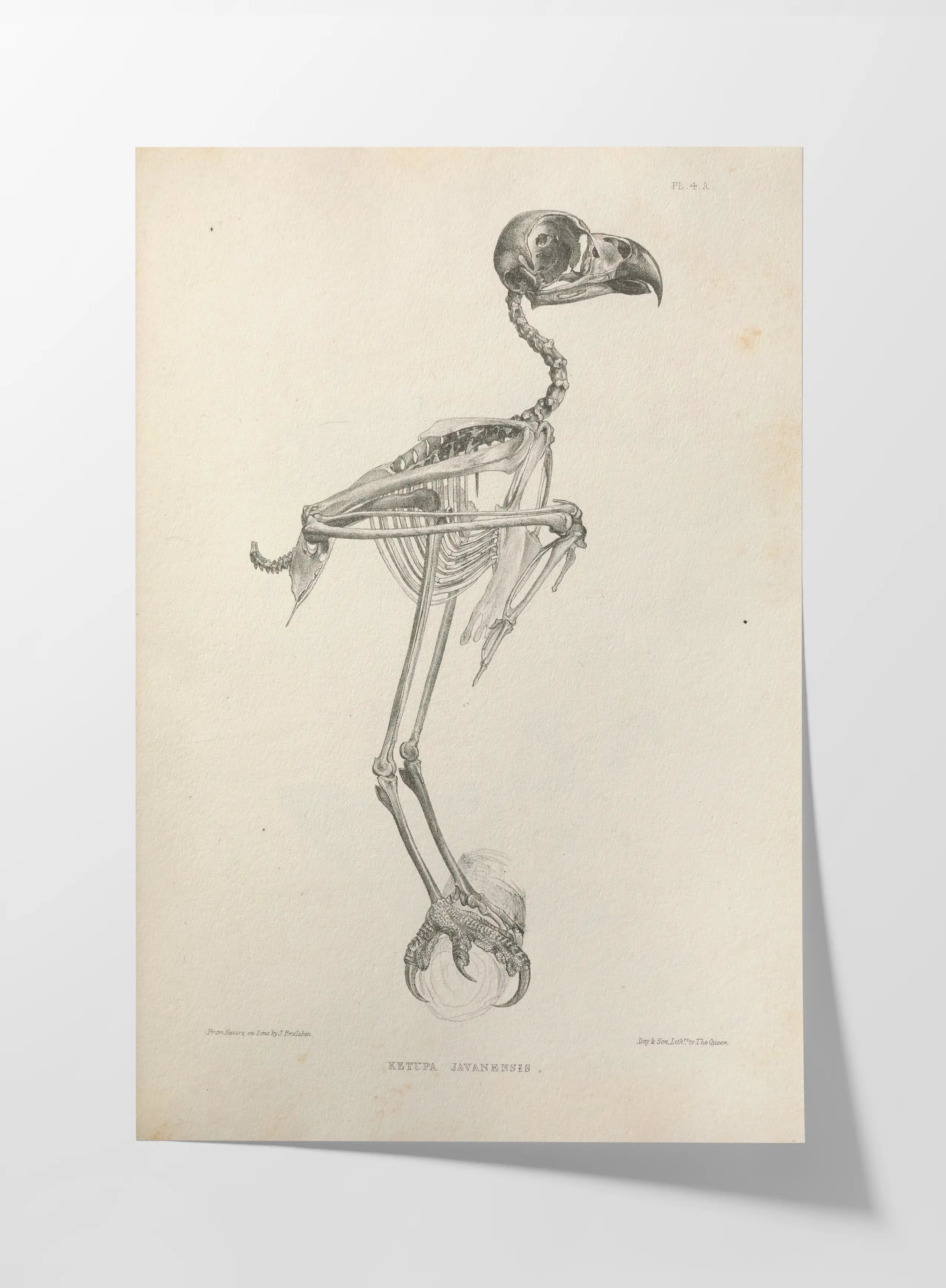 Anatomy: Plate No. 05
