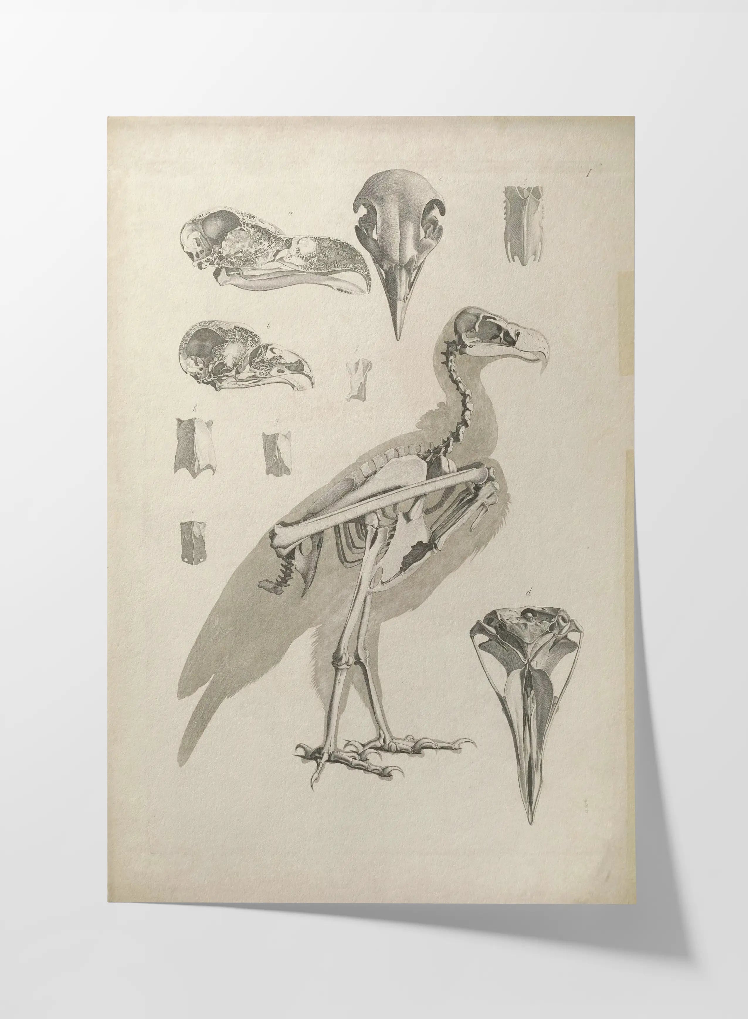 Anatomy: Plate No. 06