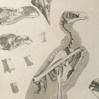 Anatomy: Plate No. 06