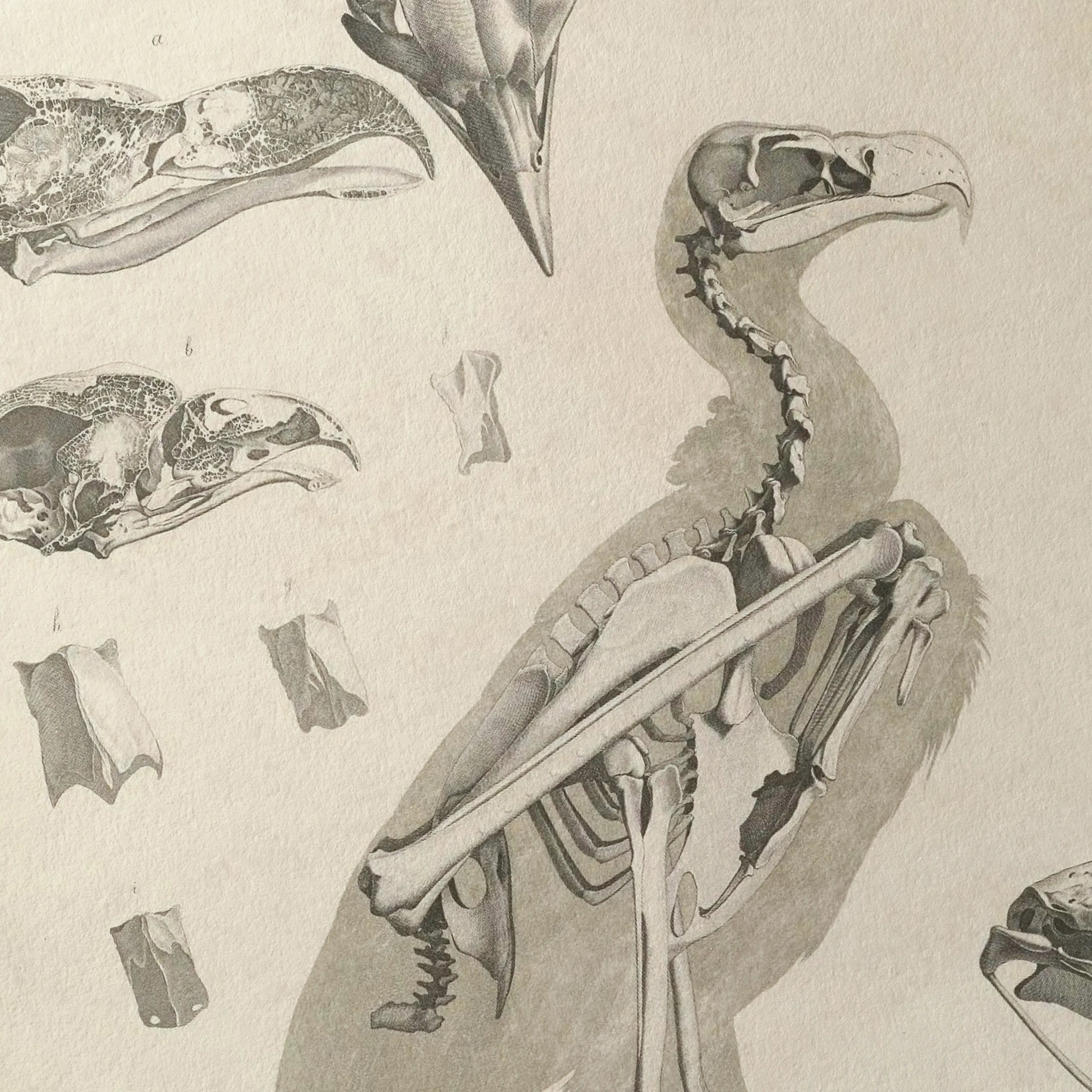 Anatomy: Plate No. 06