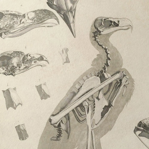 Anatomy: Plate No. 06