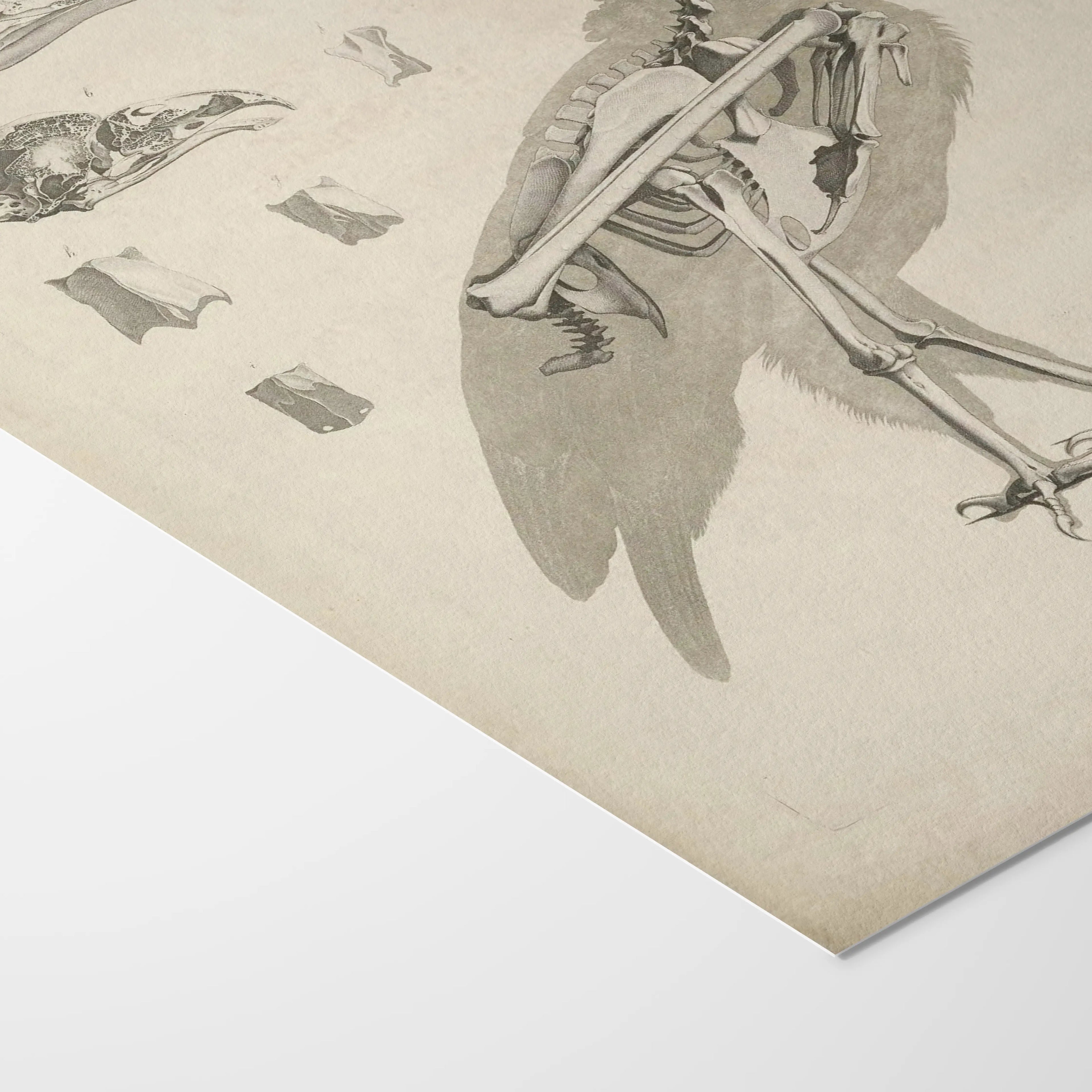 Anatomy: Plate No. 06