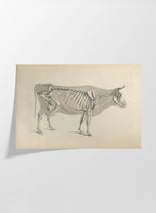 Anatomy: Plate No. 07