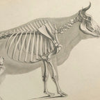 Anatomy: Plate No. 07