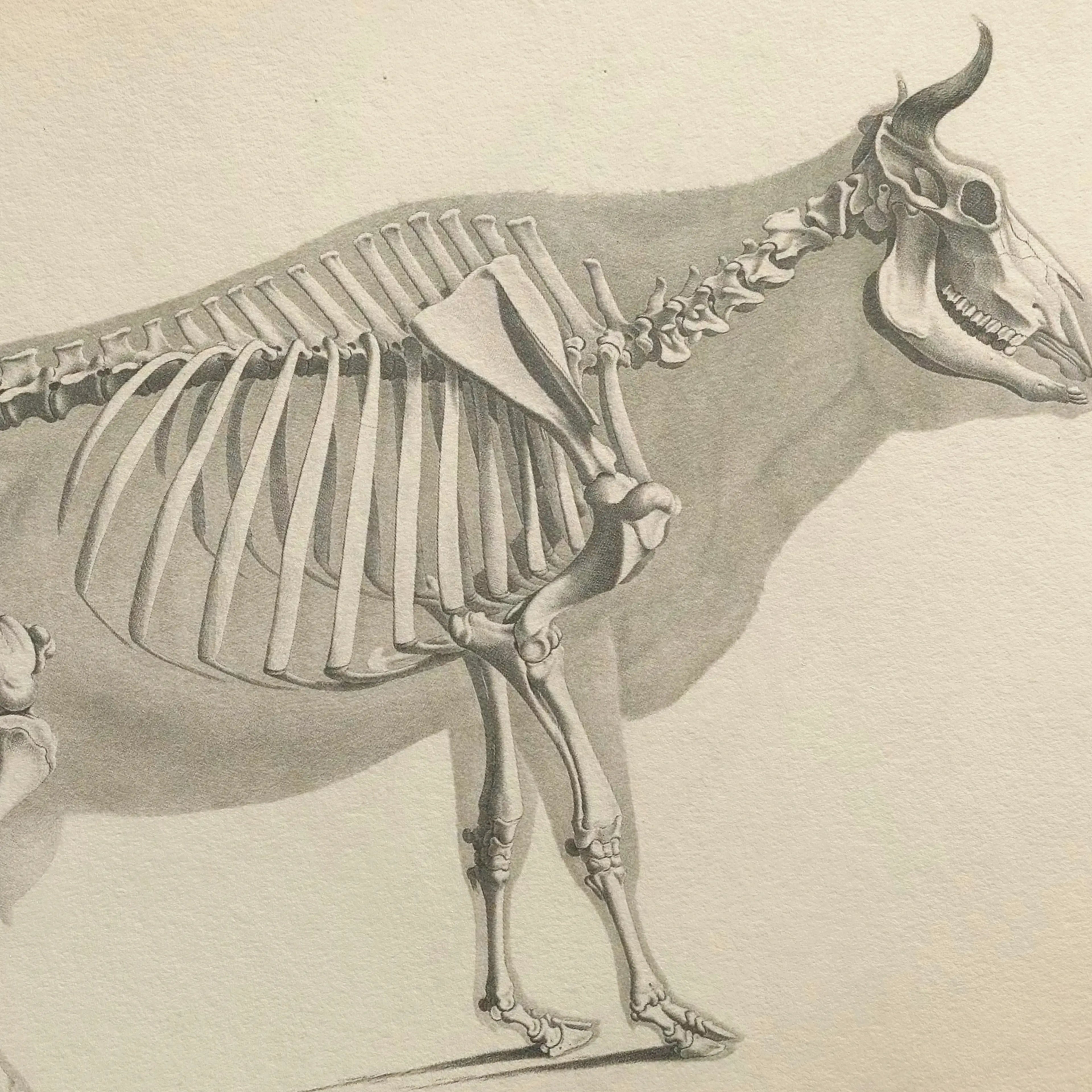 Anatomy: Plate No. 07