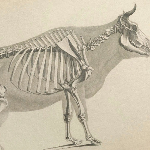 Anatomy: Plate No. 07