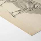 Anatomy: Plate No. 07