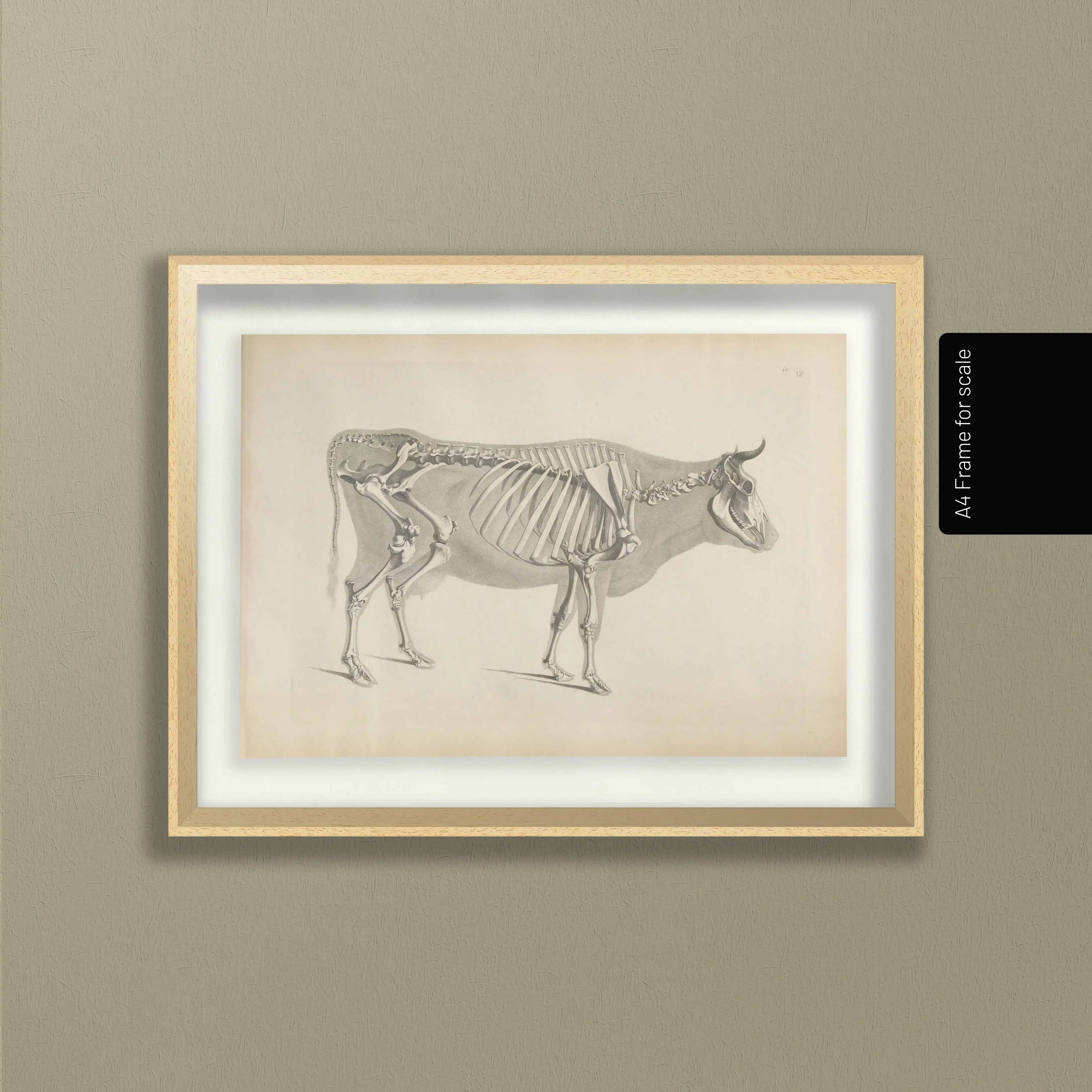 Anatomy: Plate No. 07