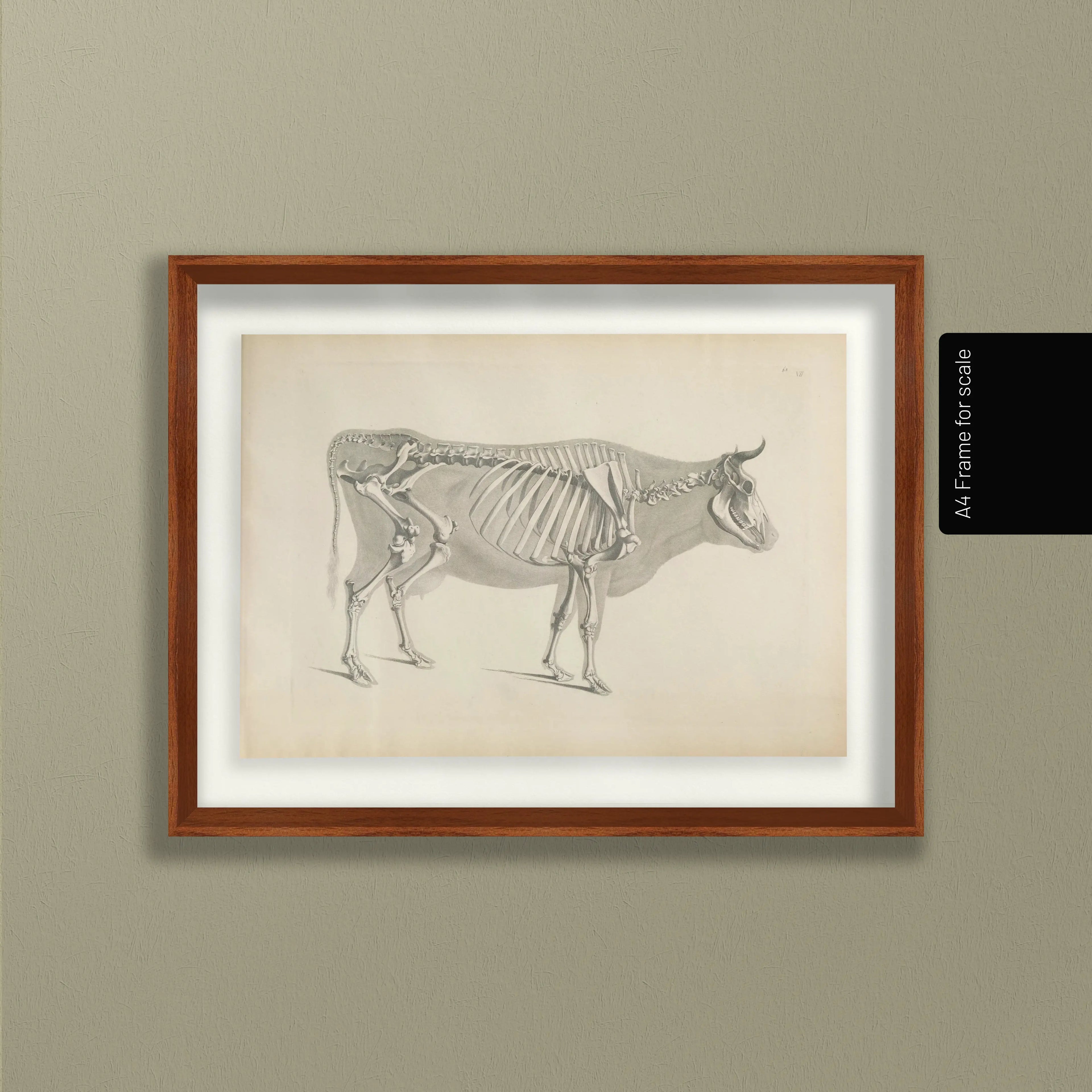 Anatomy: Plate No. 07