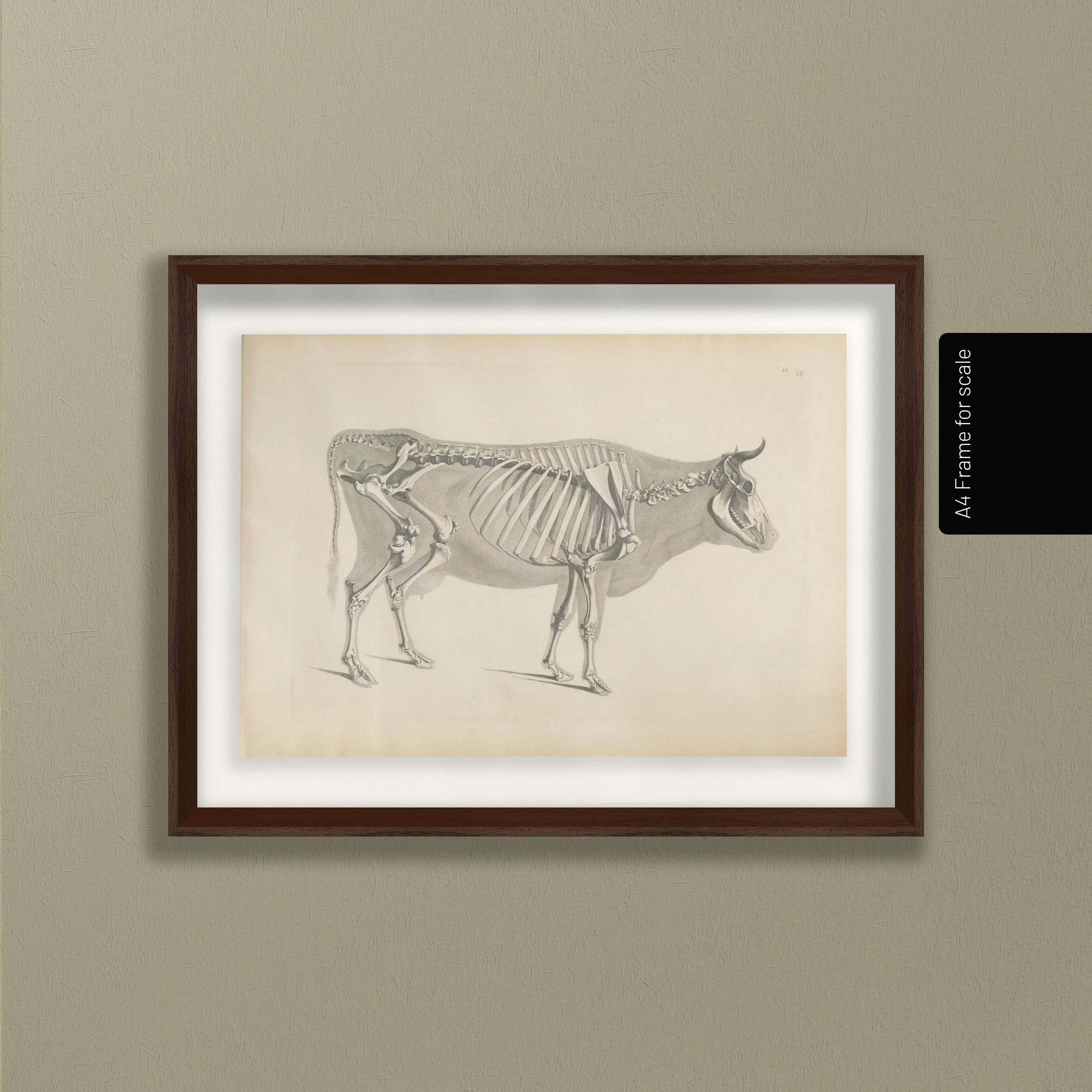 Anatomy: Plate No. 07