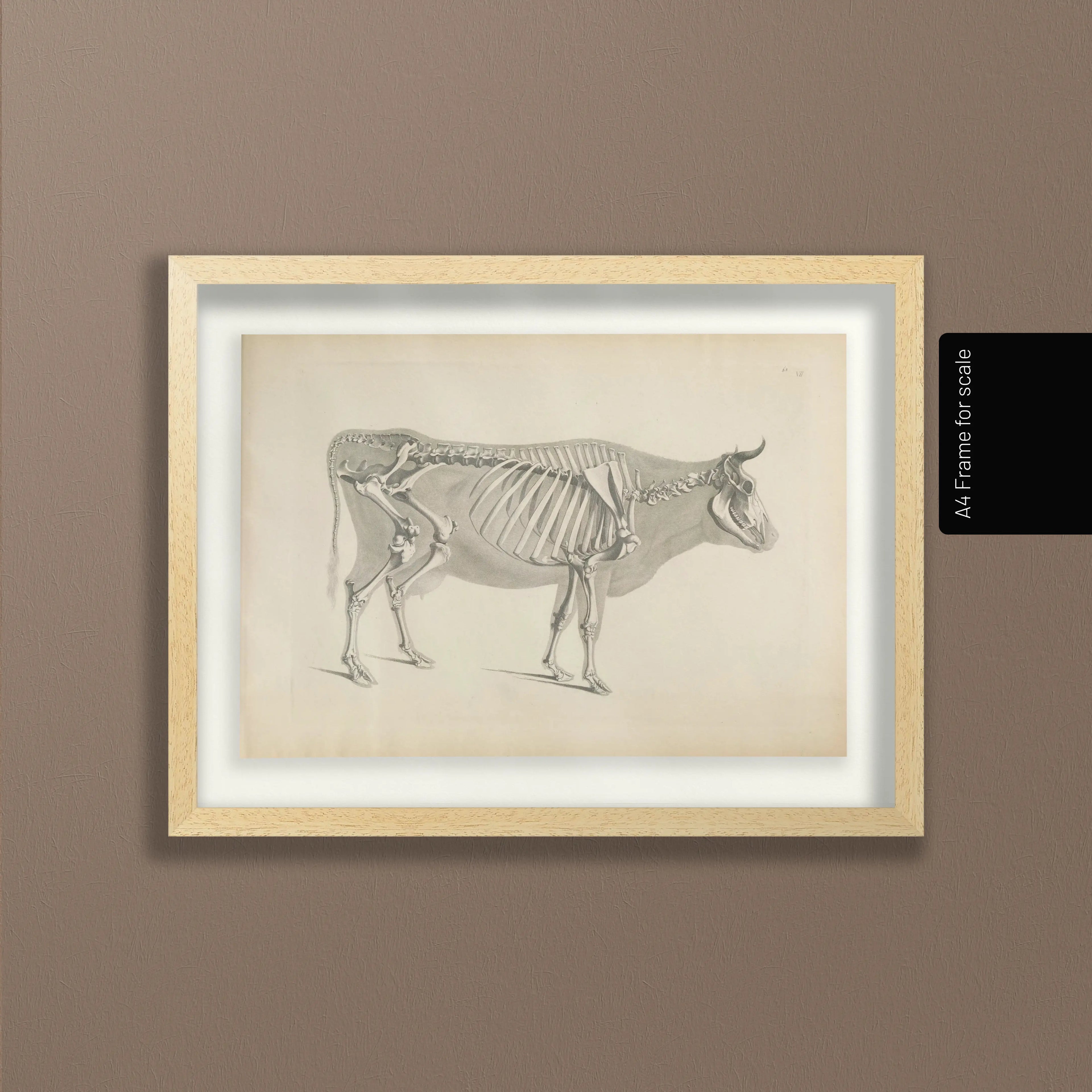 Anatomy: Plate No. 07