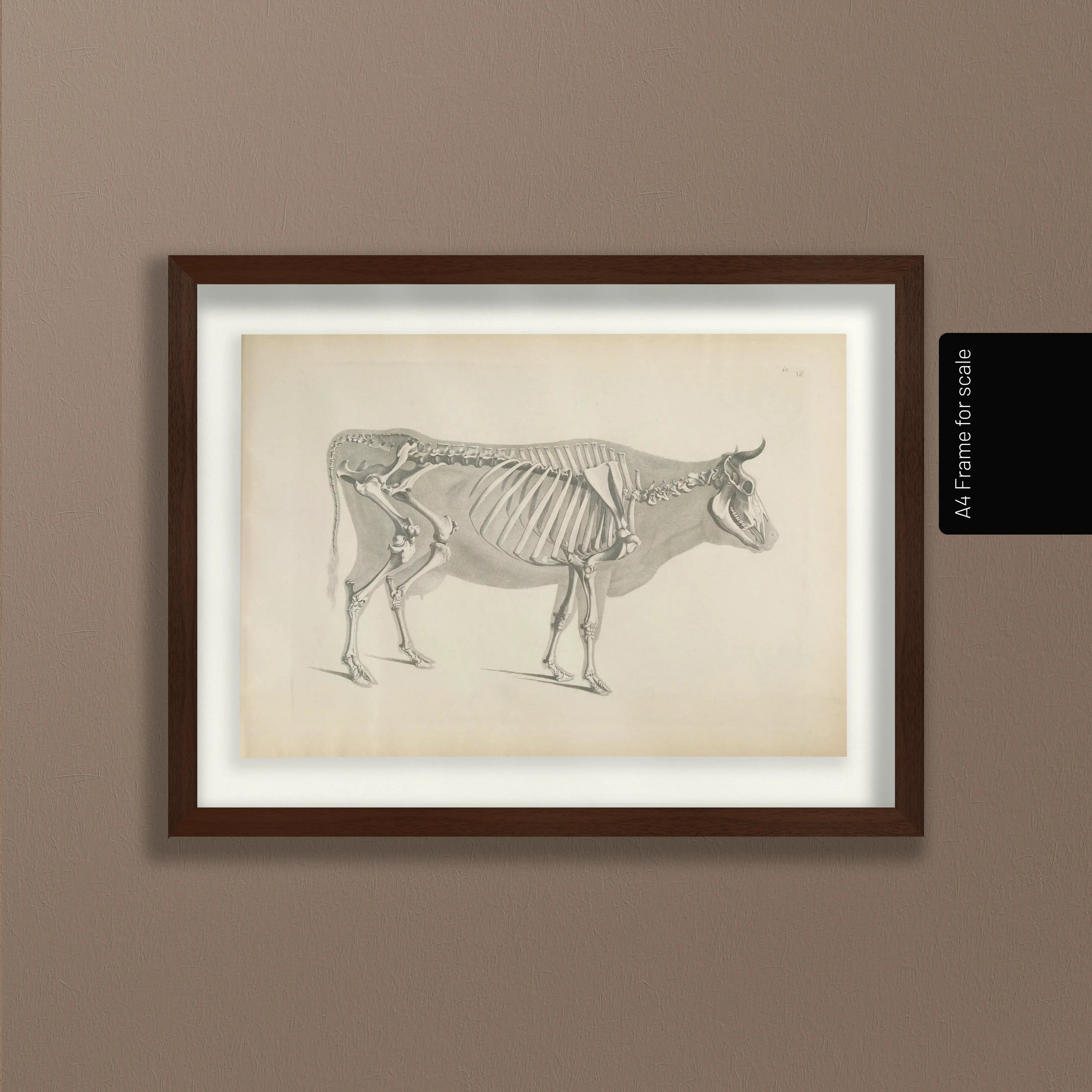 Anatomy: Plate No. 07