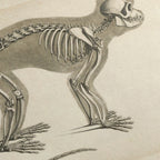 Anatomy: Plate No. 08