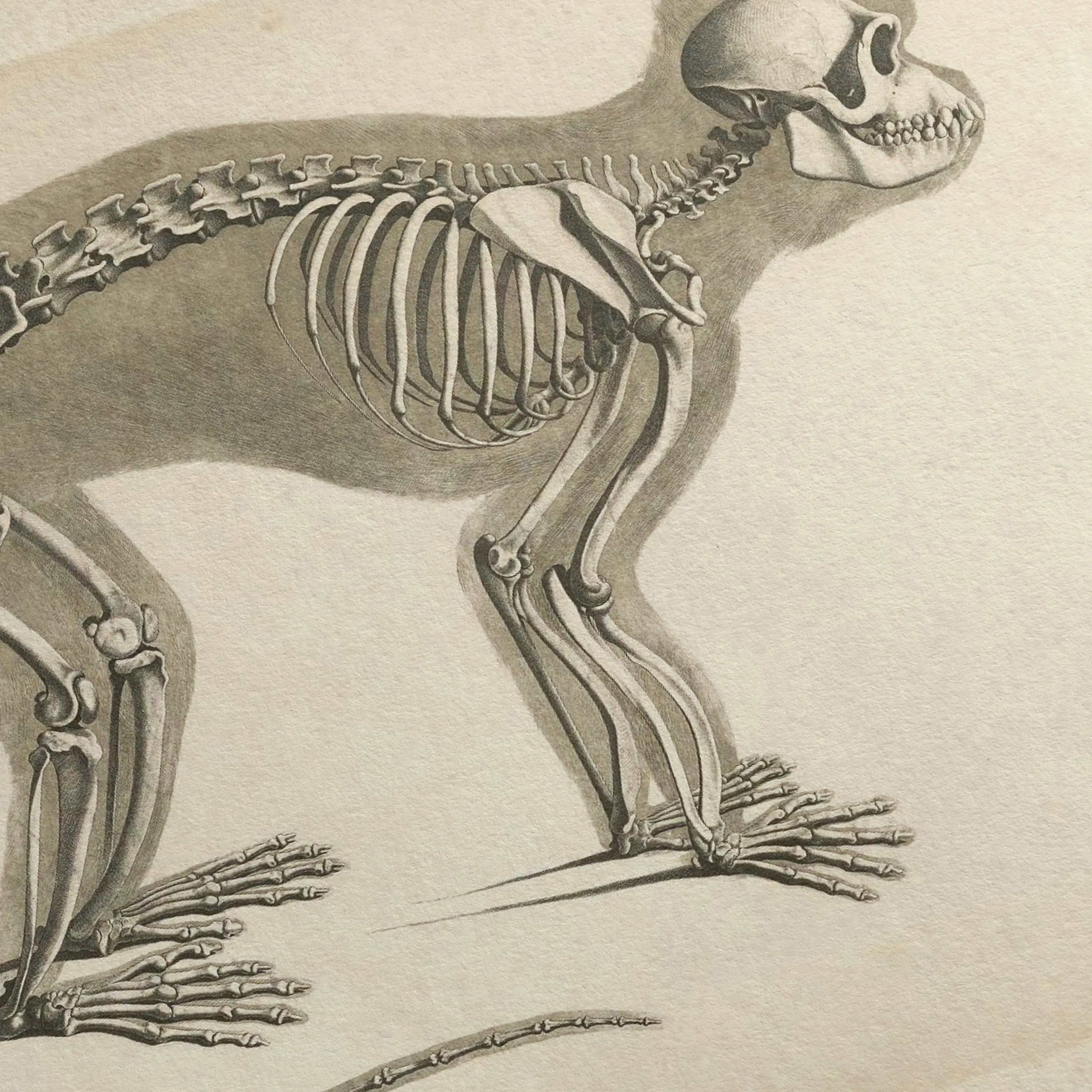 Anatomy: Plate No. 08