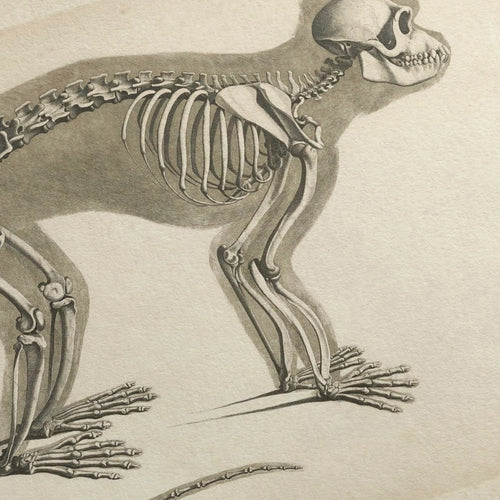 Anatomy: Plate No. 08